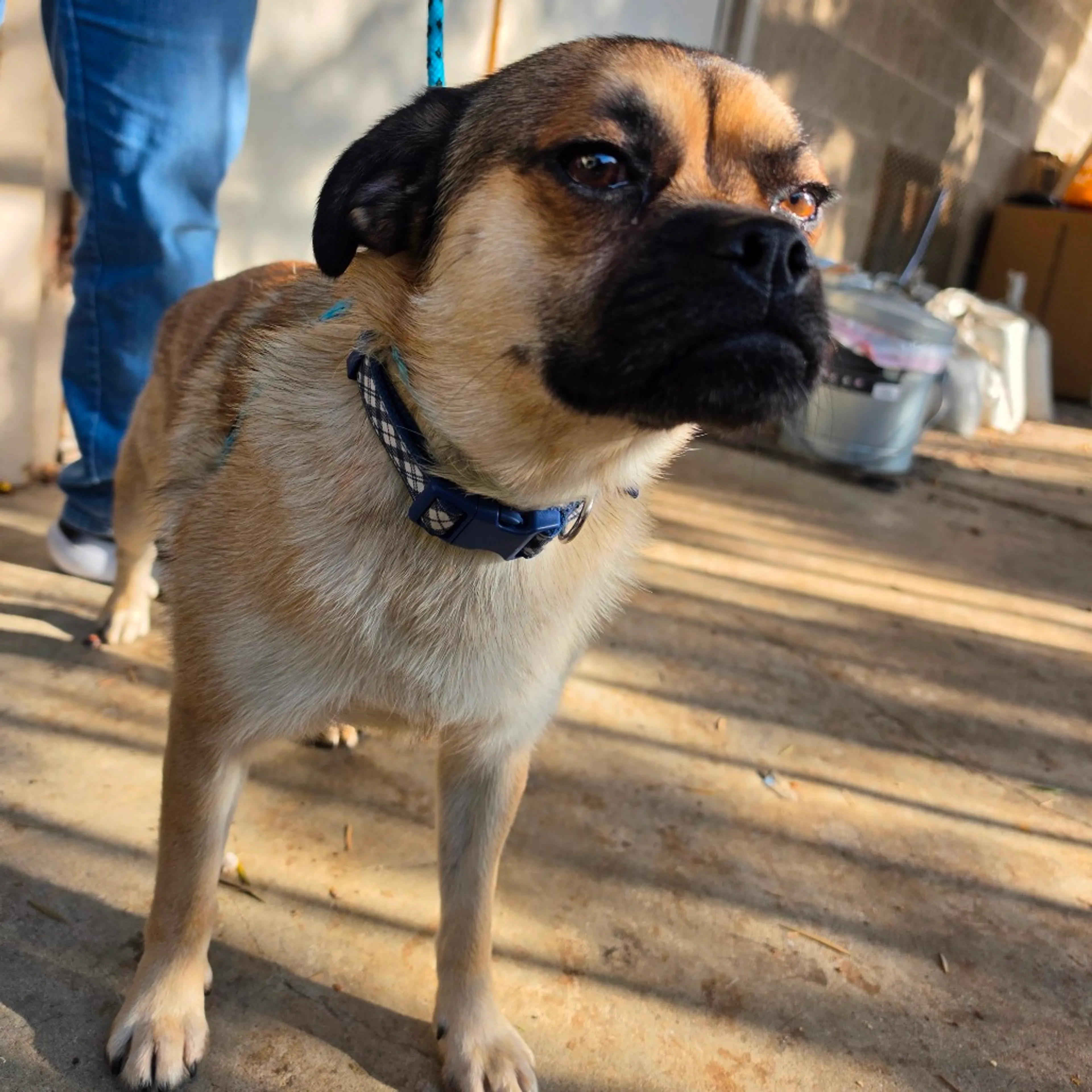 Found pet-4