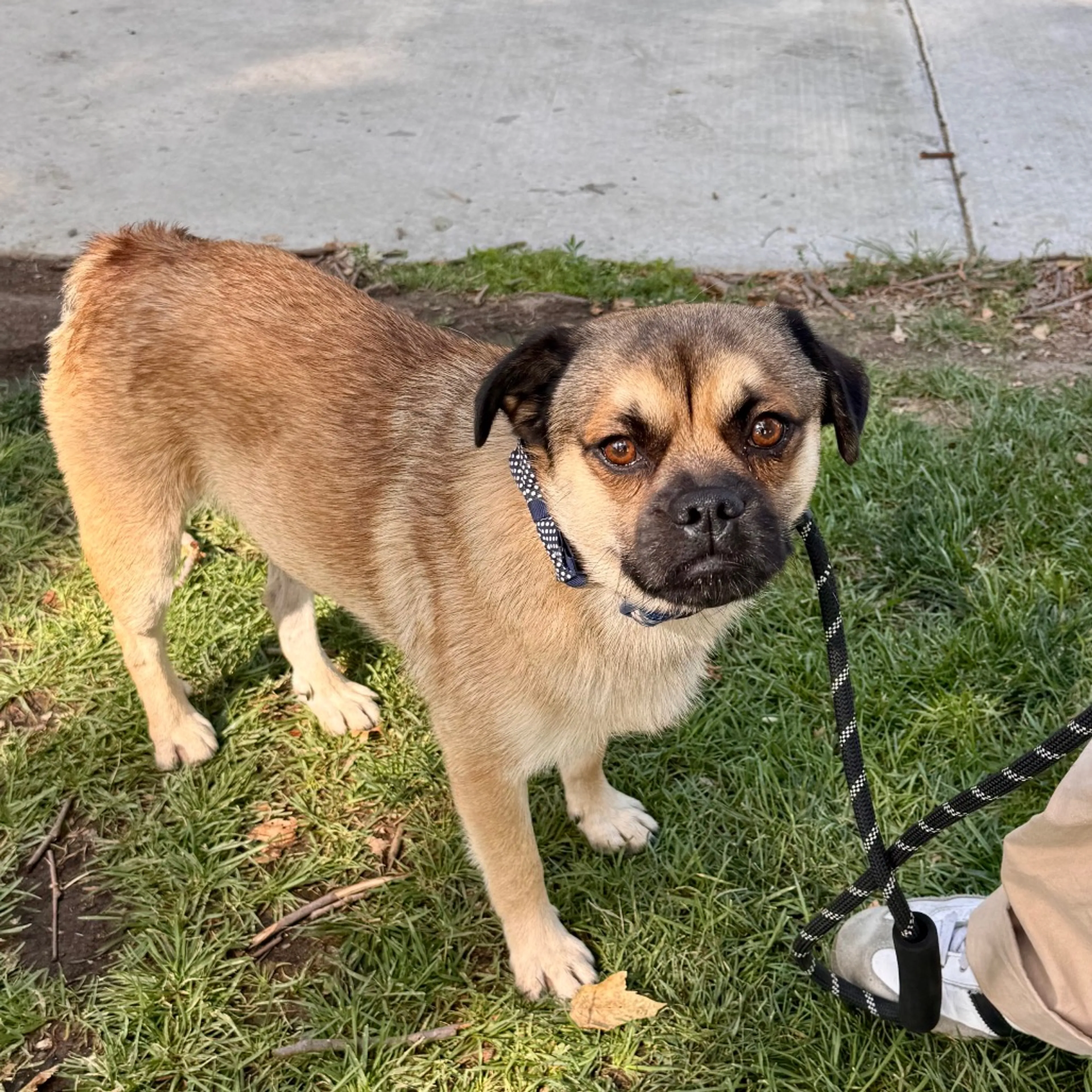 Found pet-1