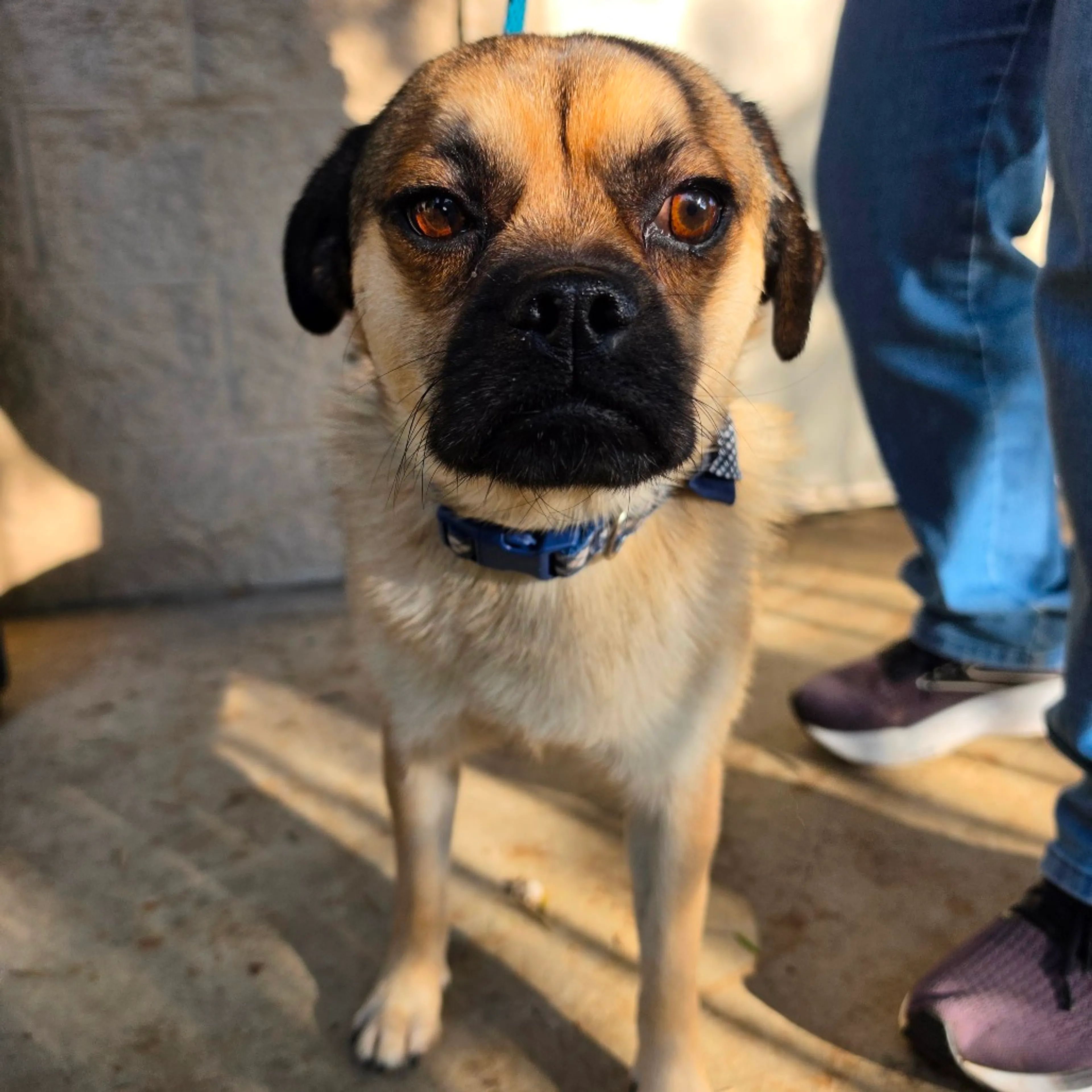 Found pet-5
