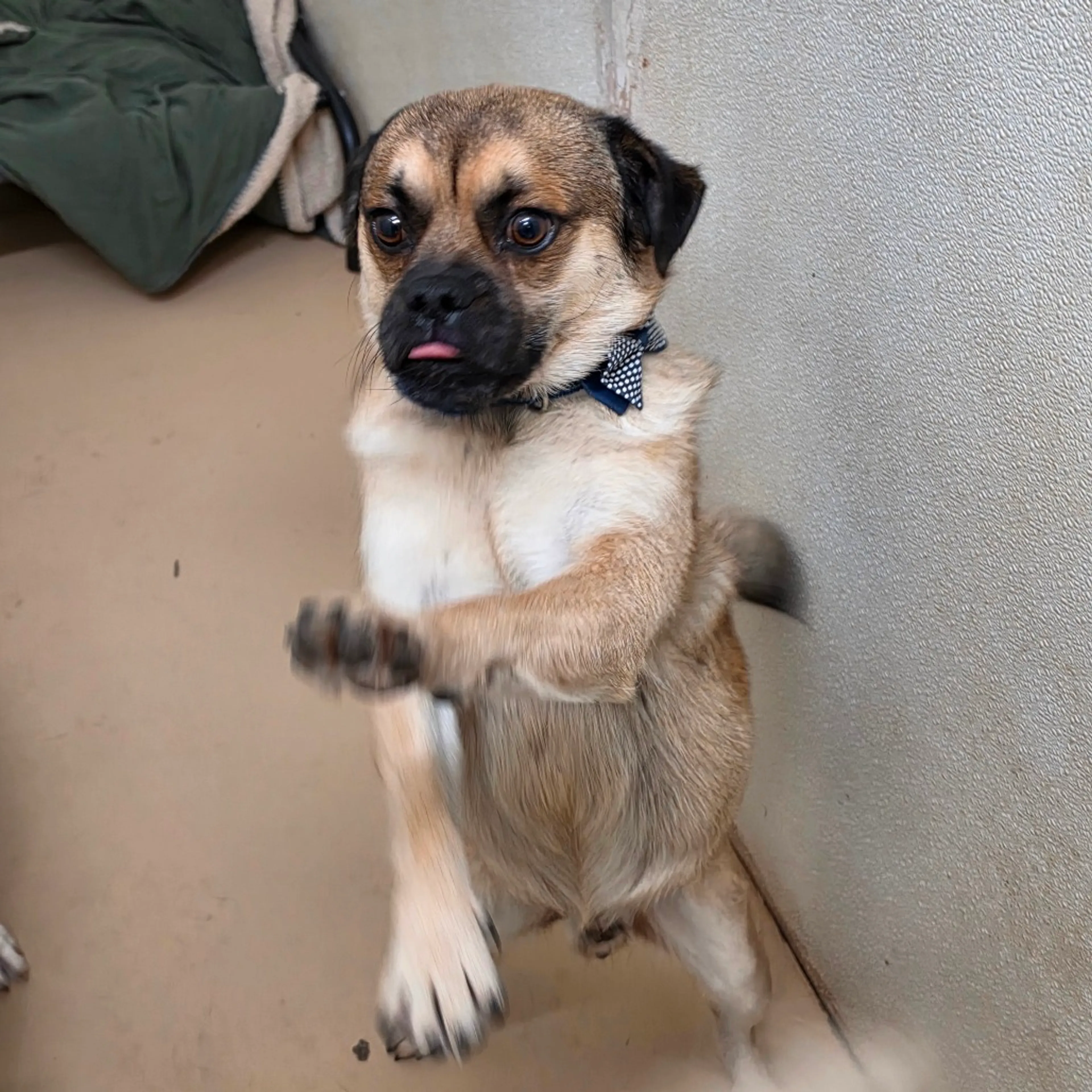 Found pet-3