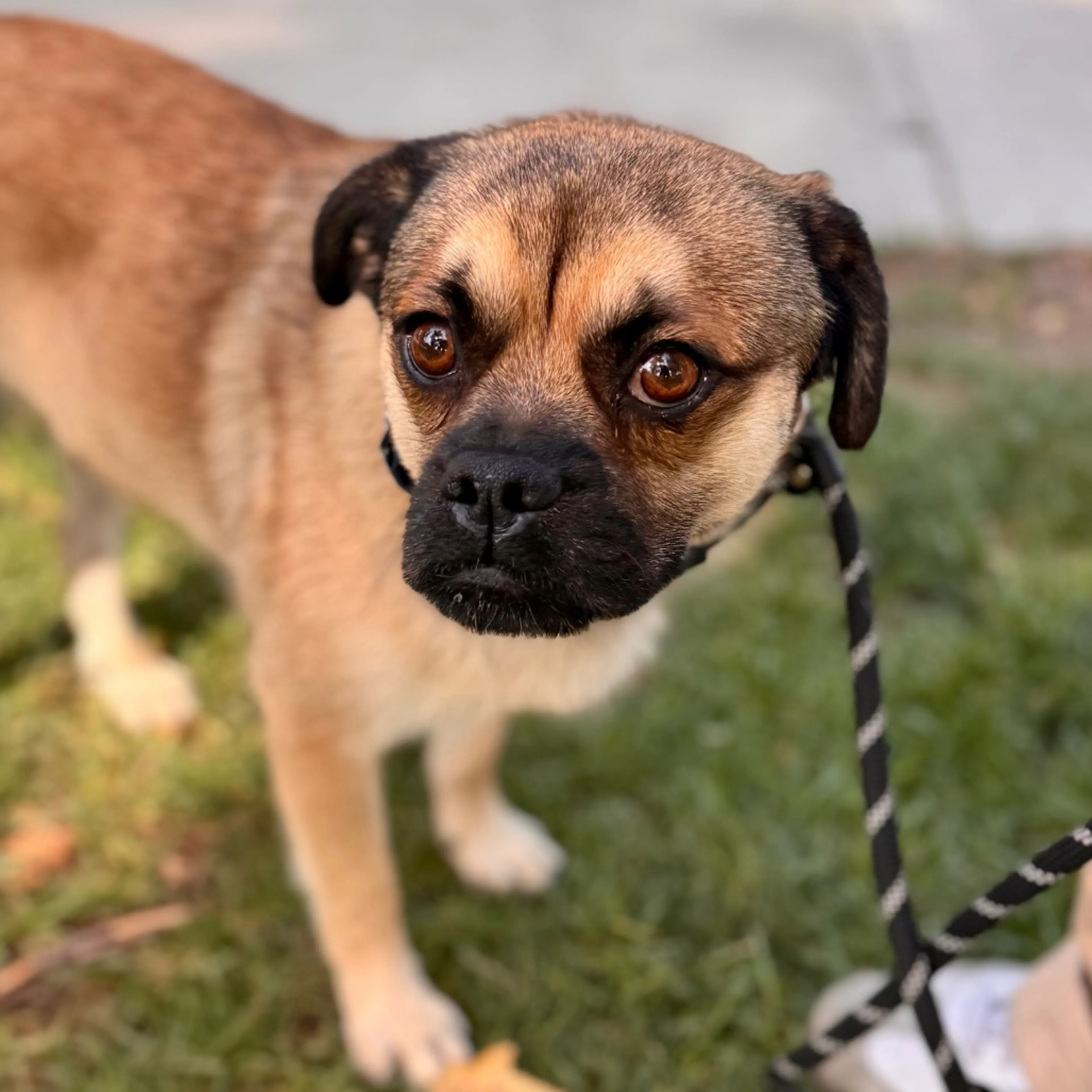 Found pet-2