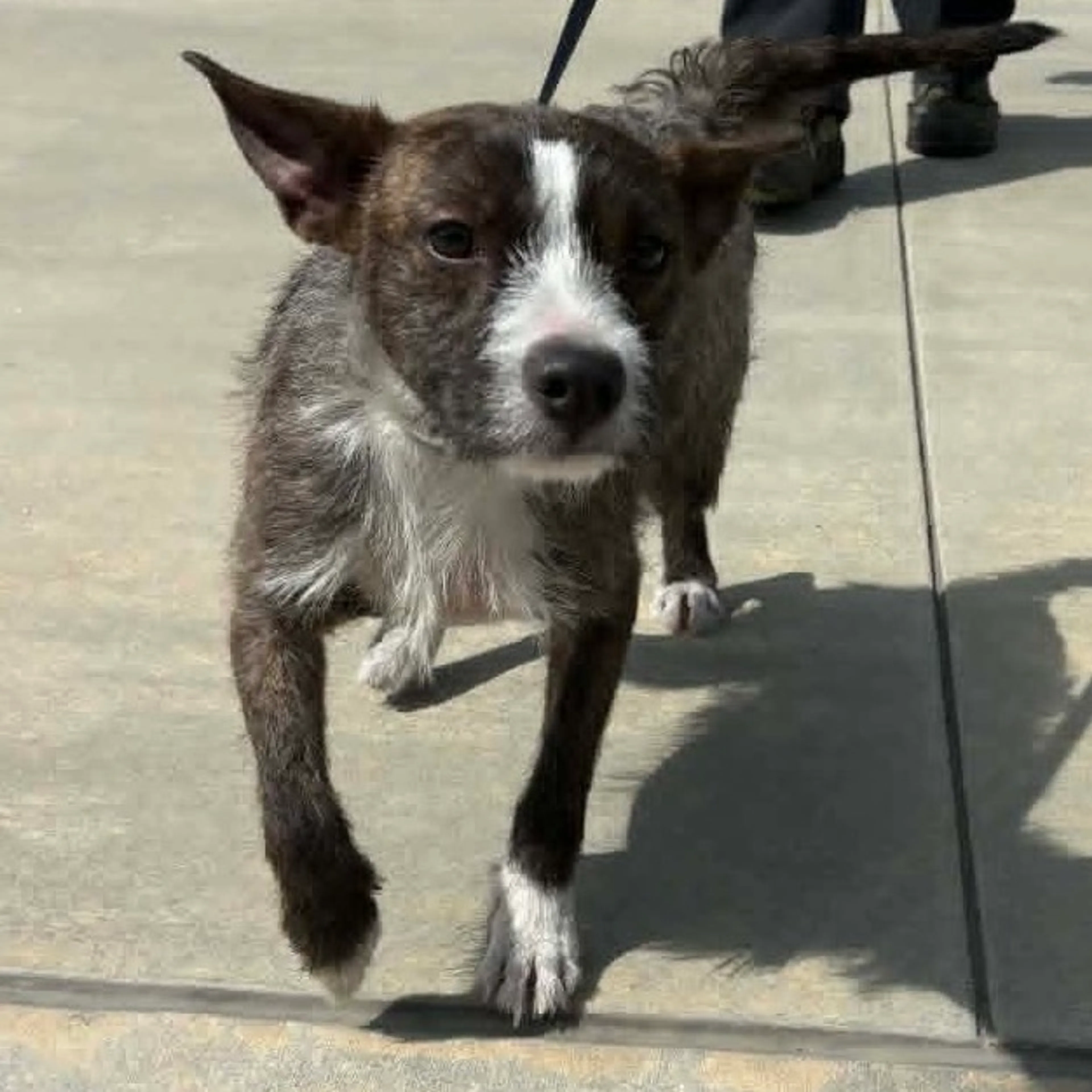 Found pet