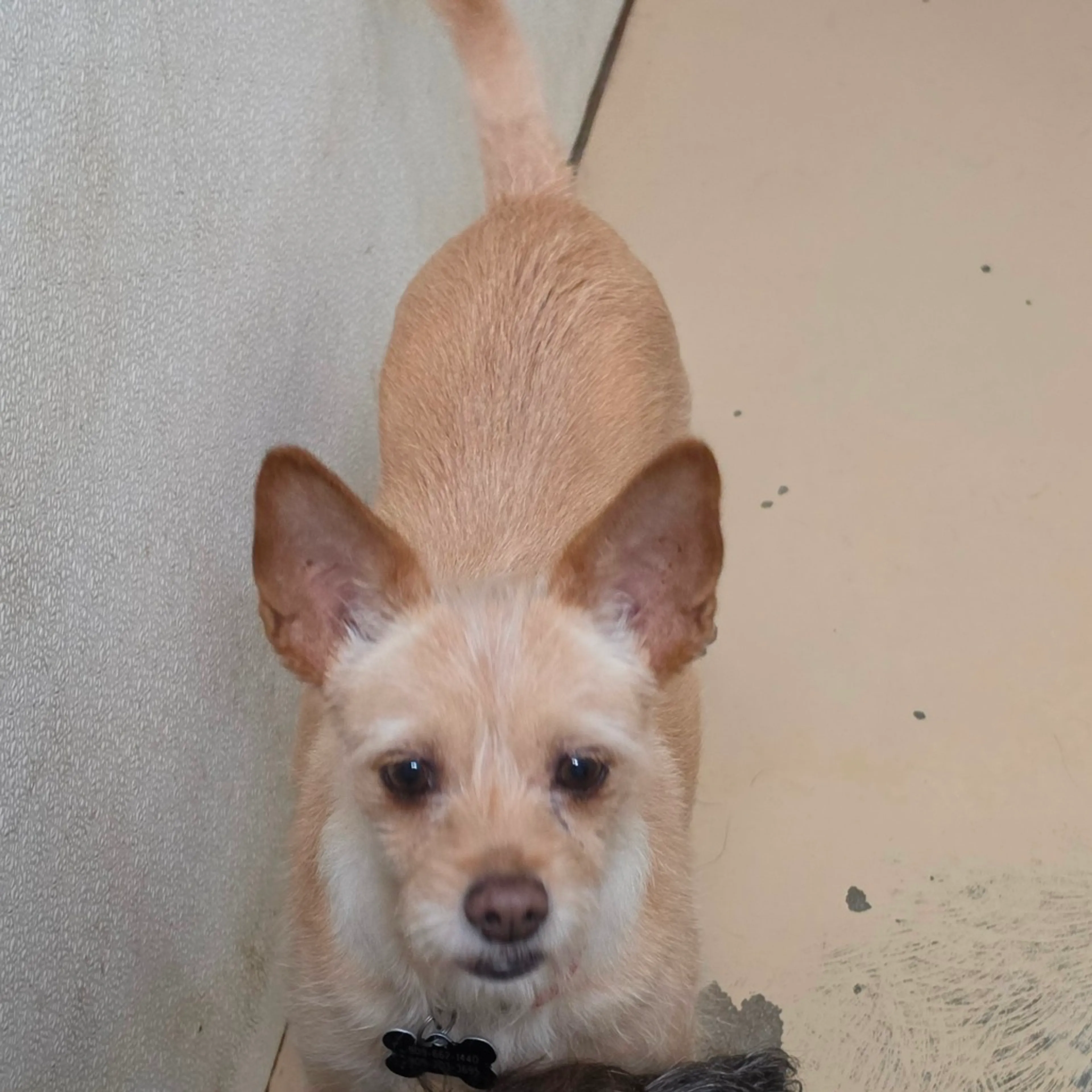 Found pet-5
