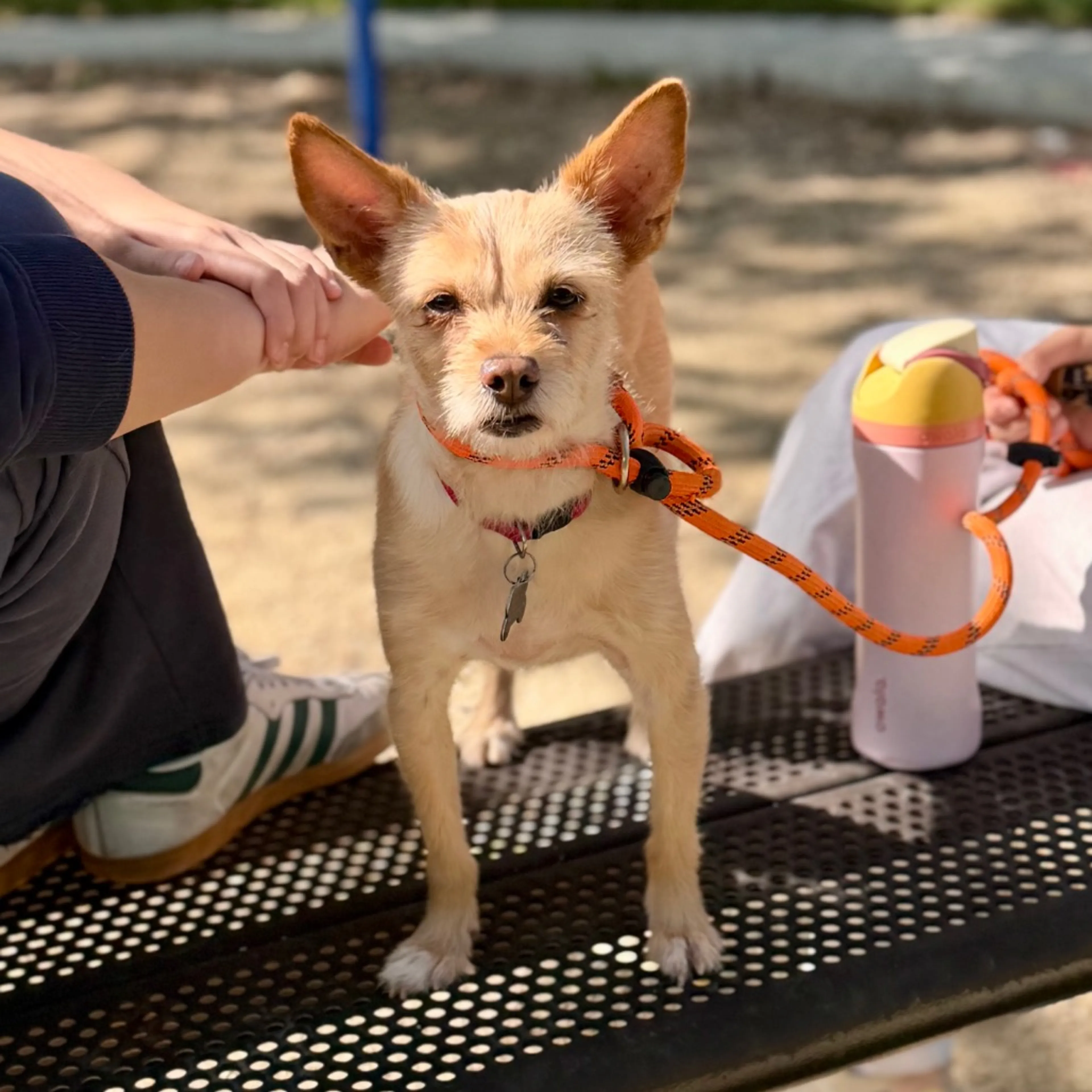 Found pet-1