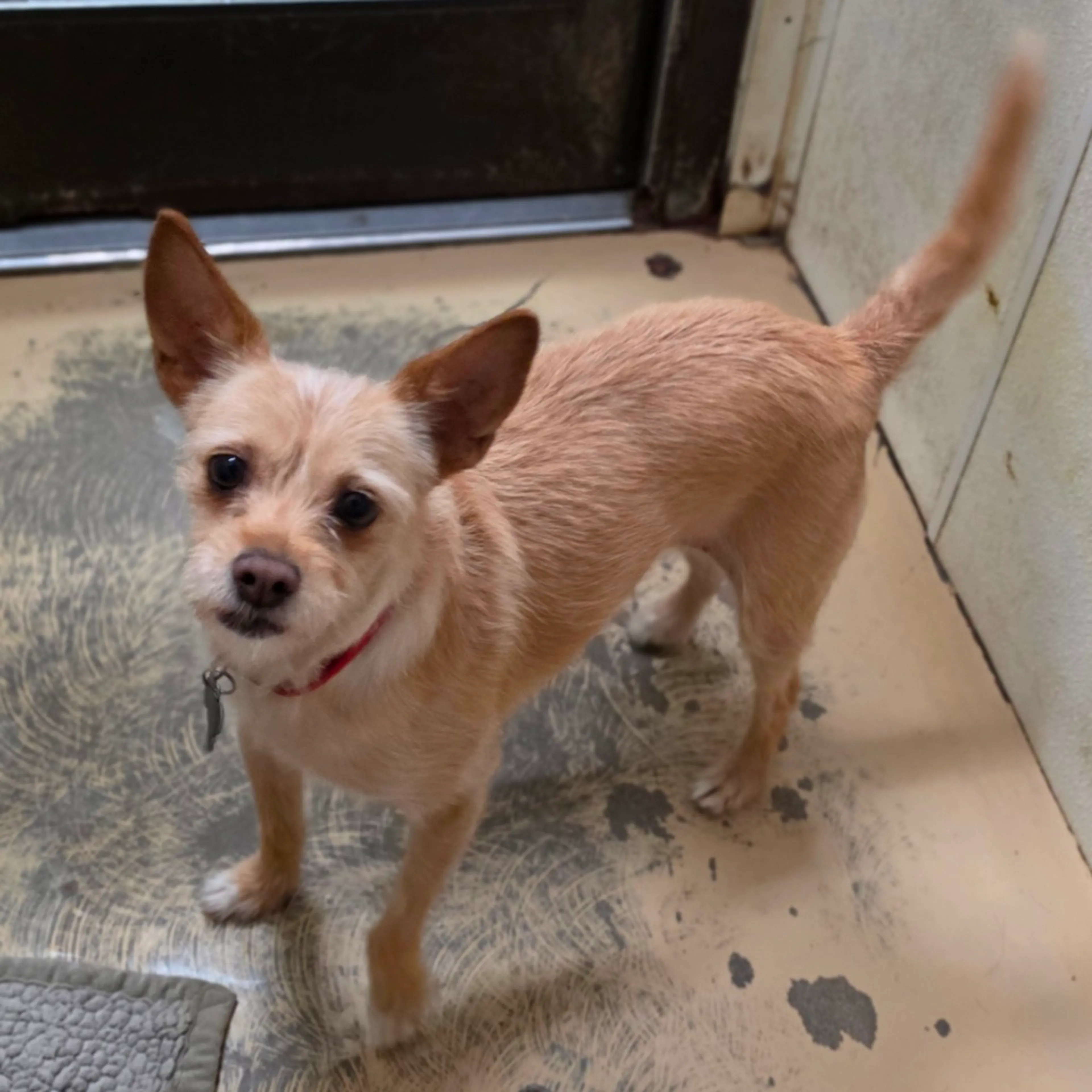 Found pet-6