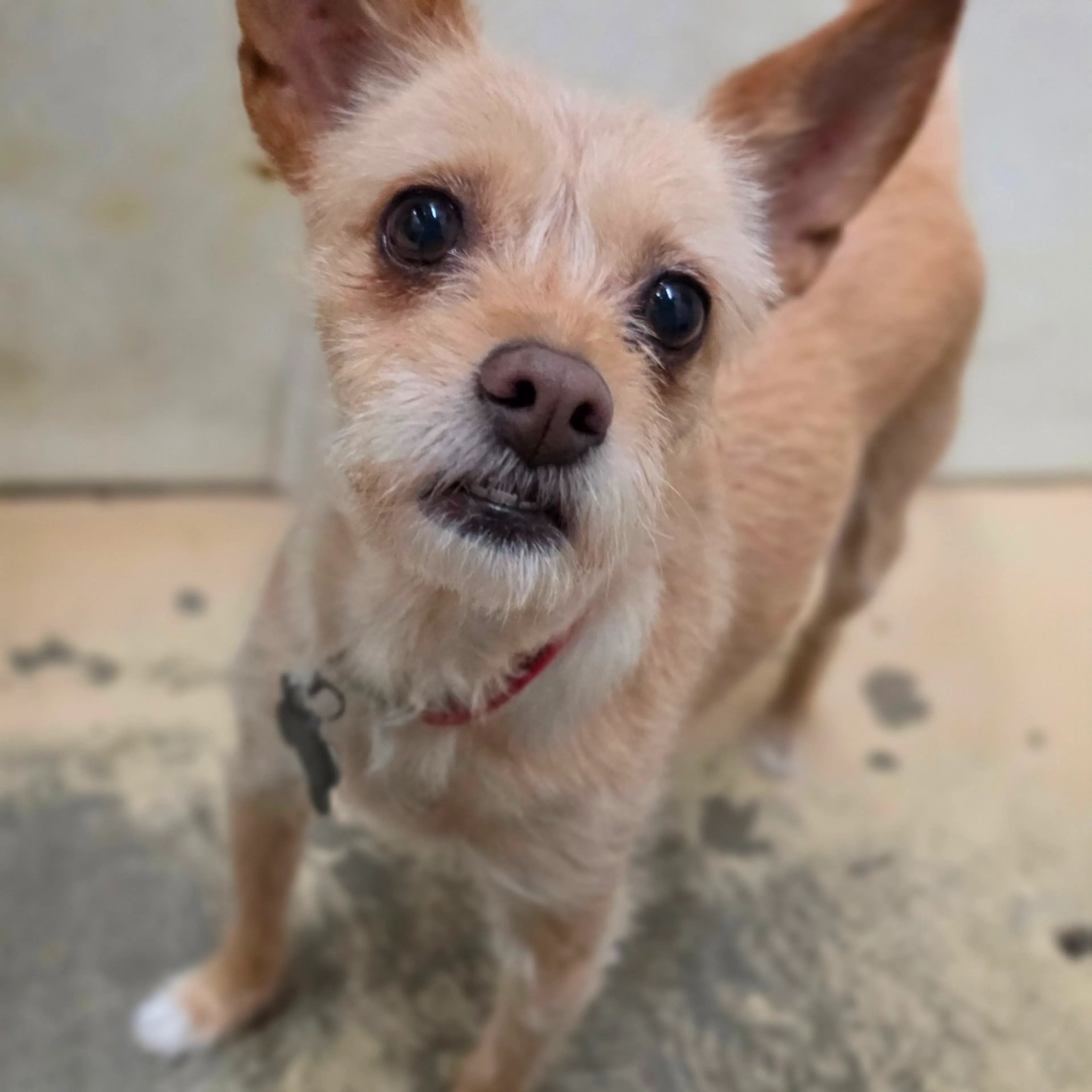 Found pet-3