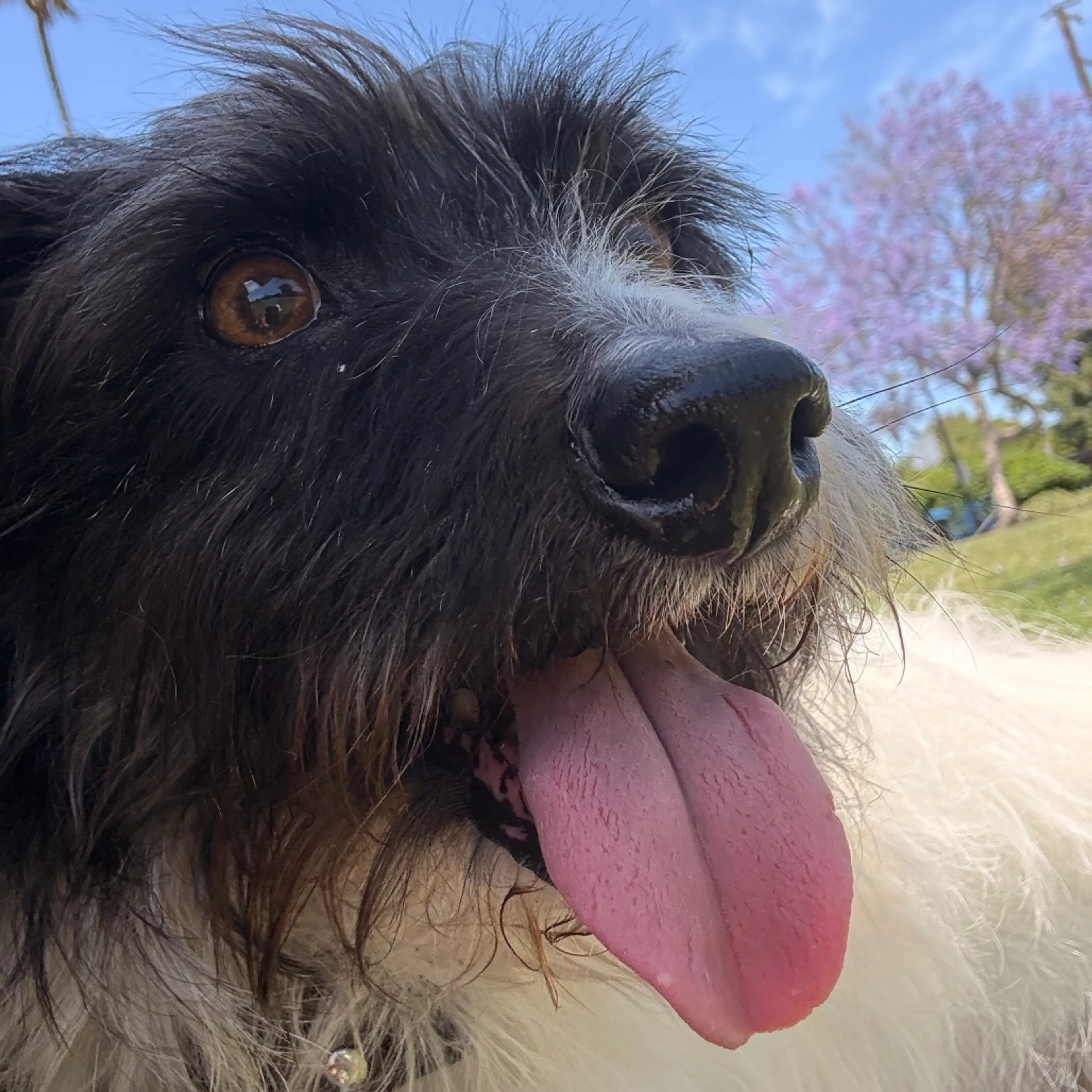 Found pet-2