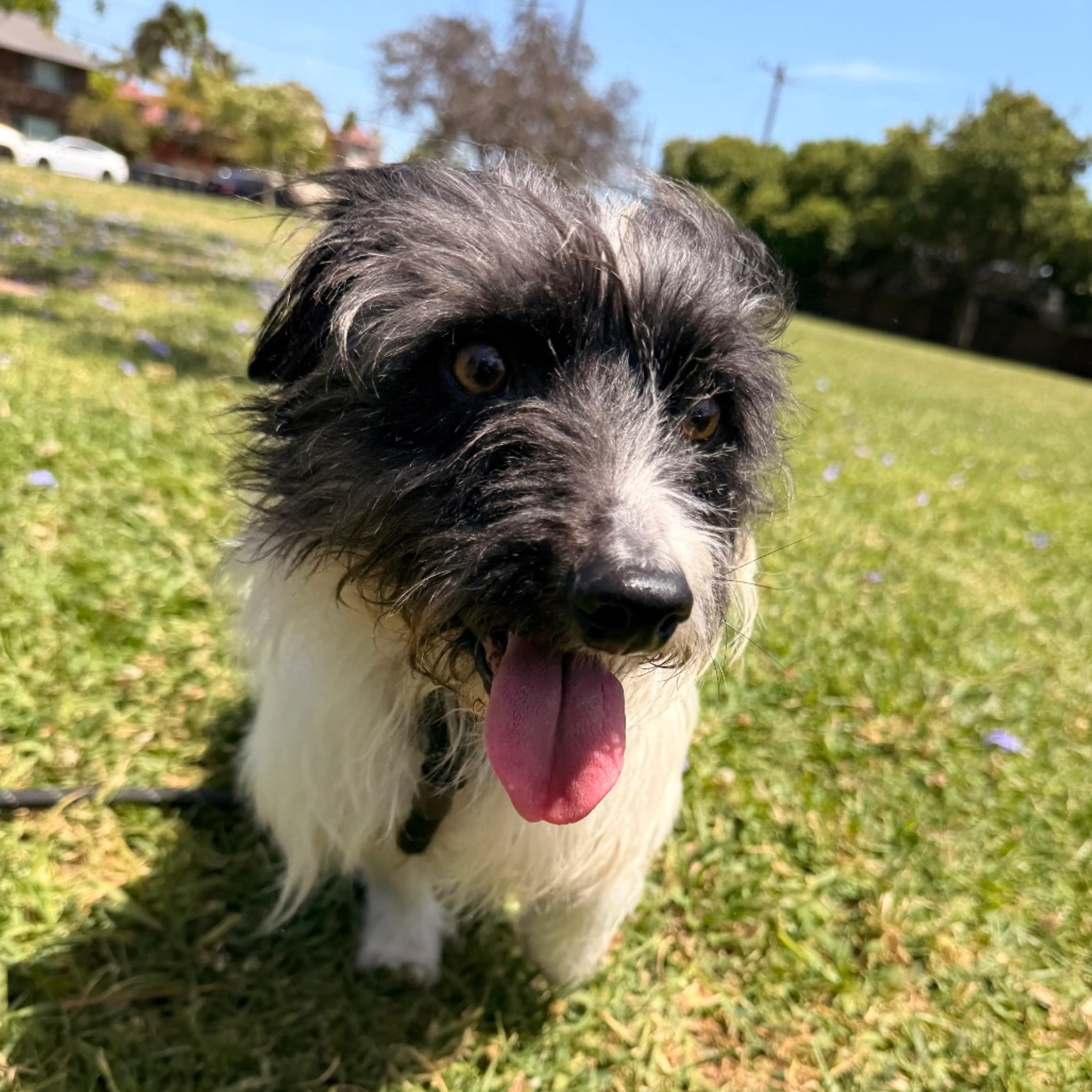 Found pet-0