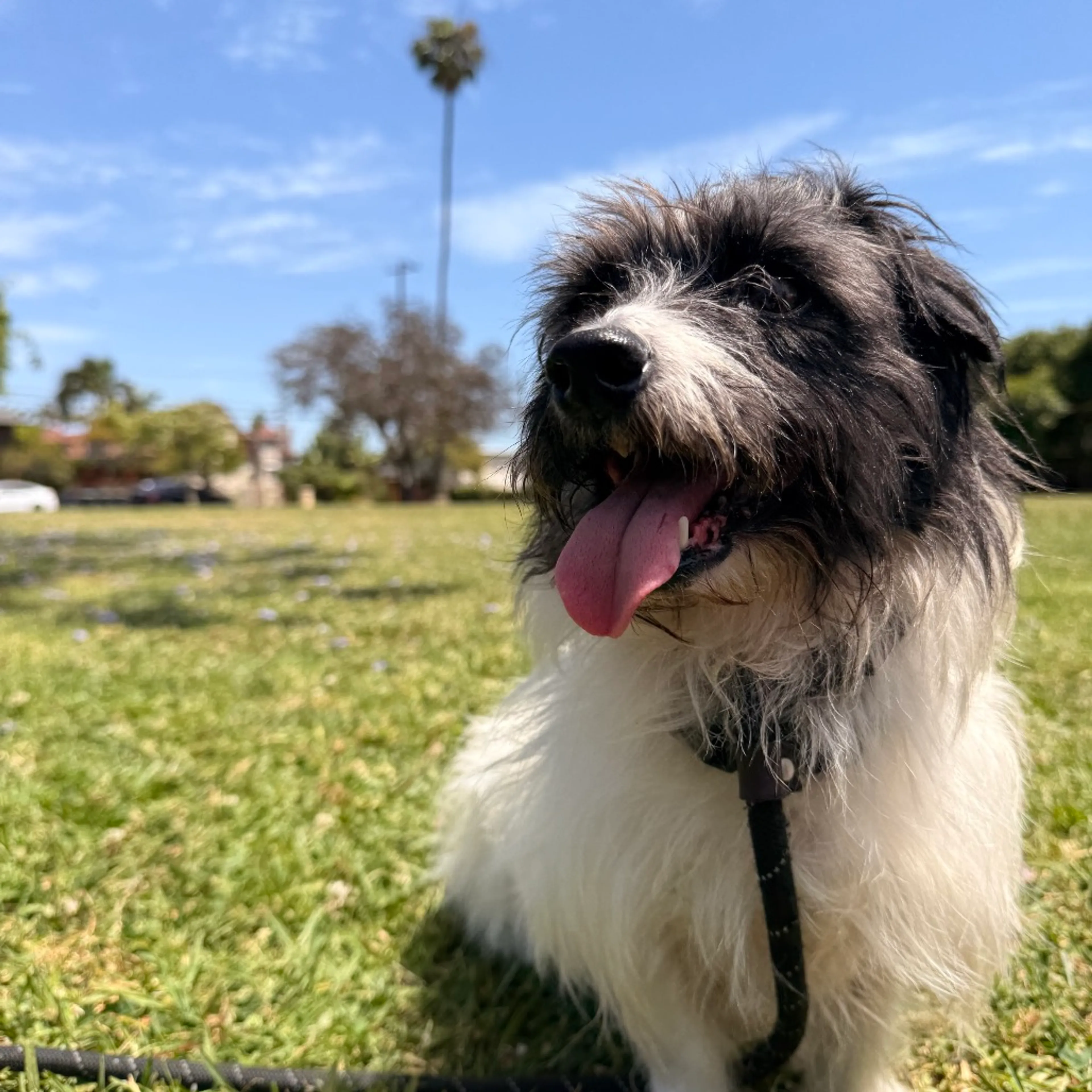Found pet-4