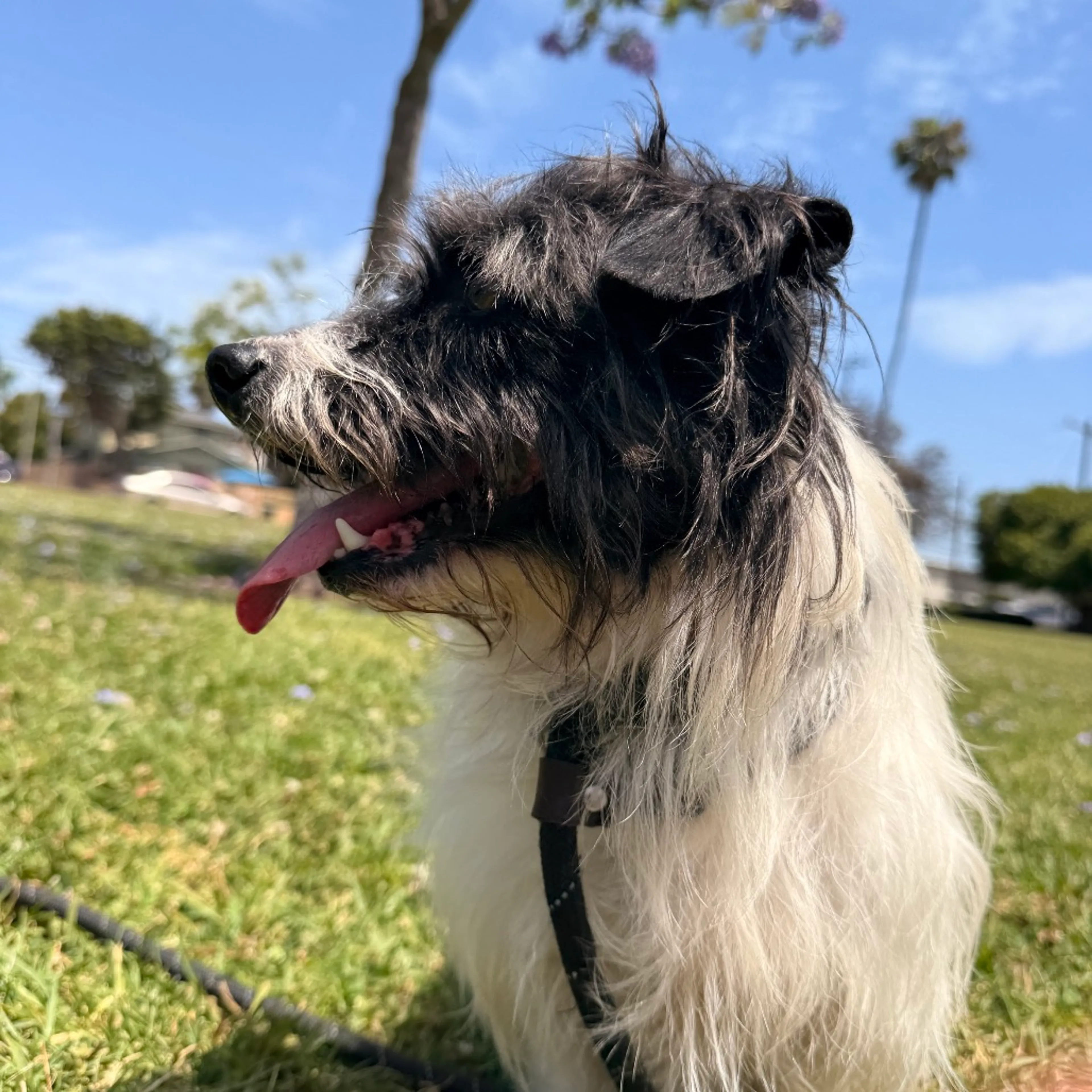 Found pet-5