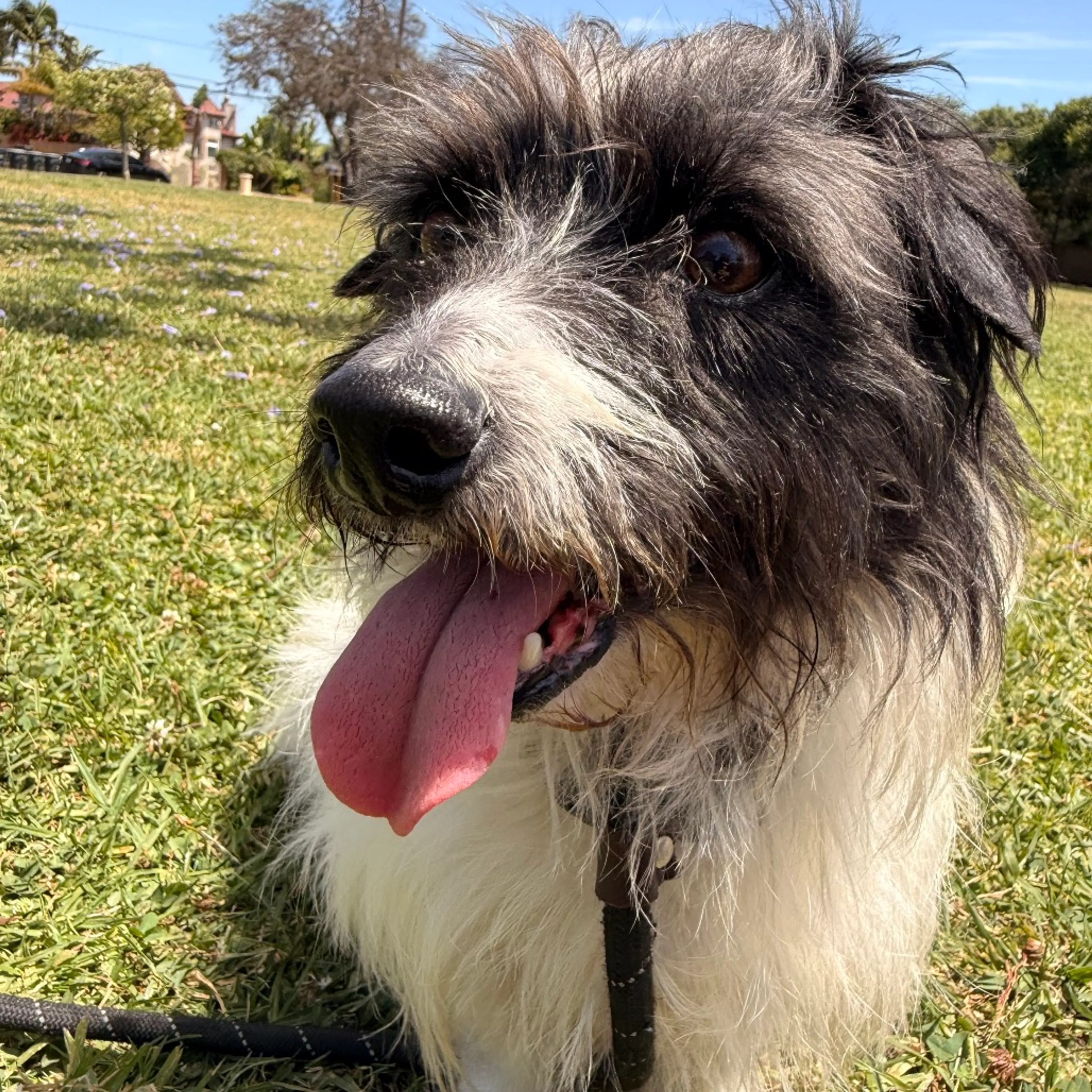 Found pet-3