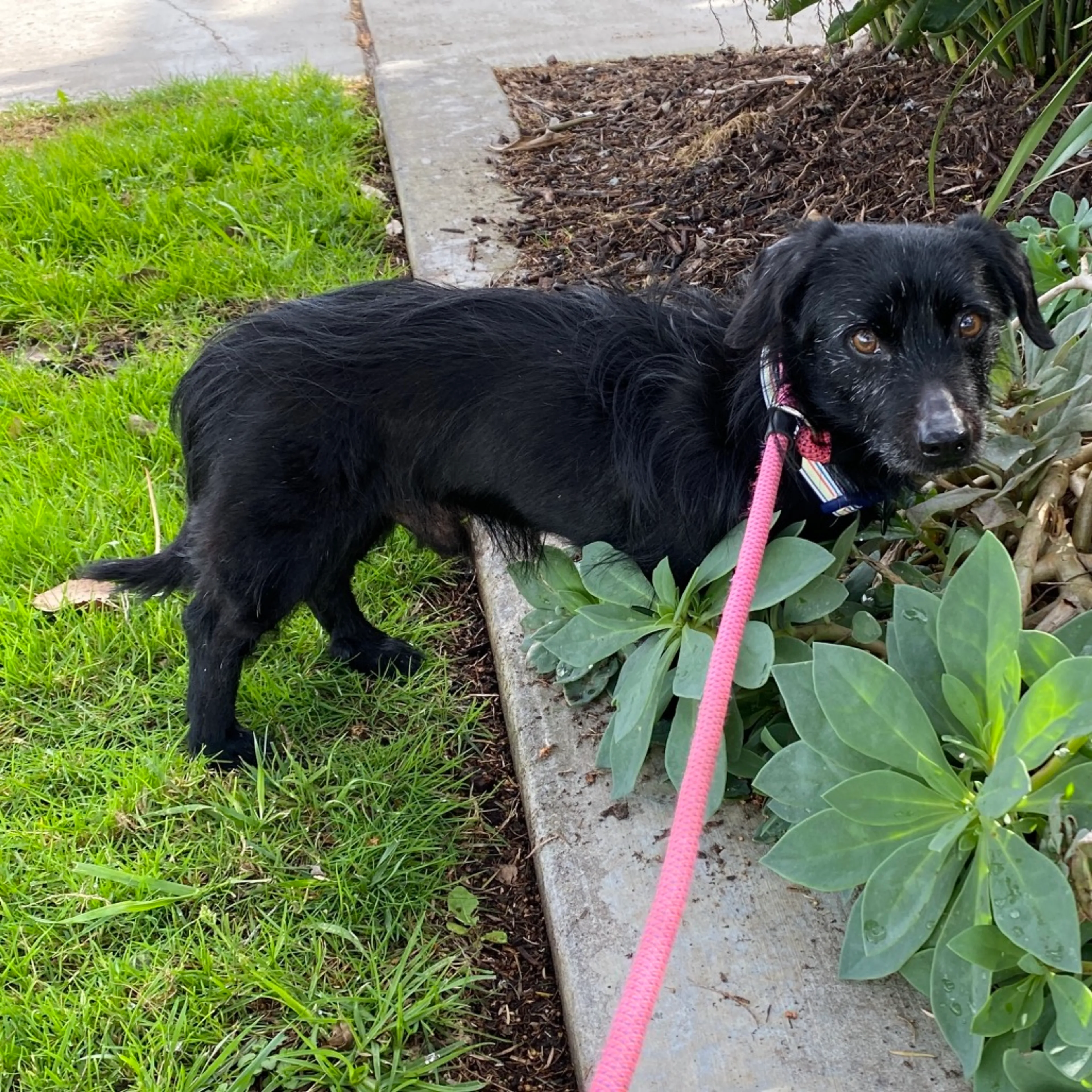 Found pet-1
