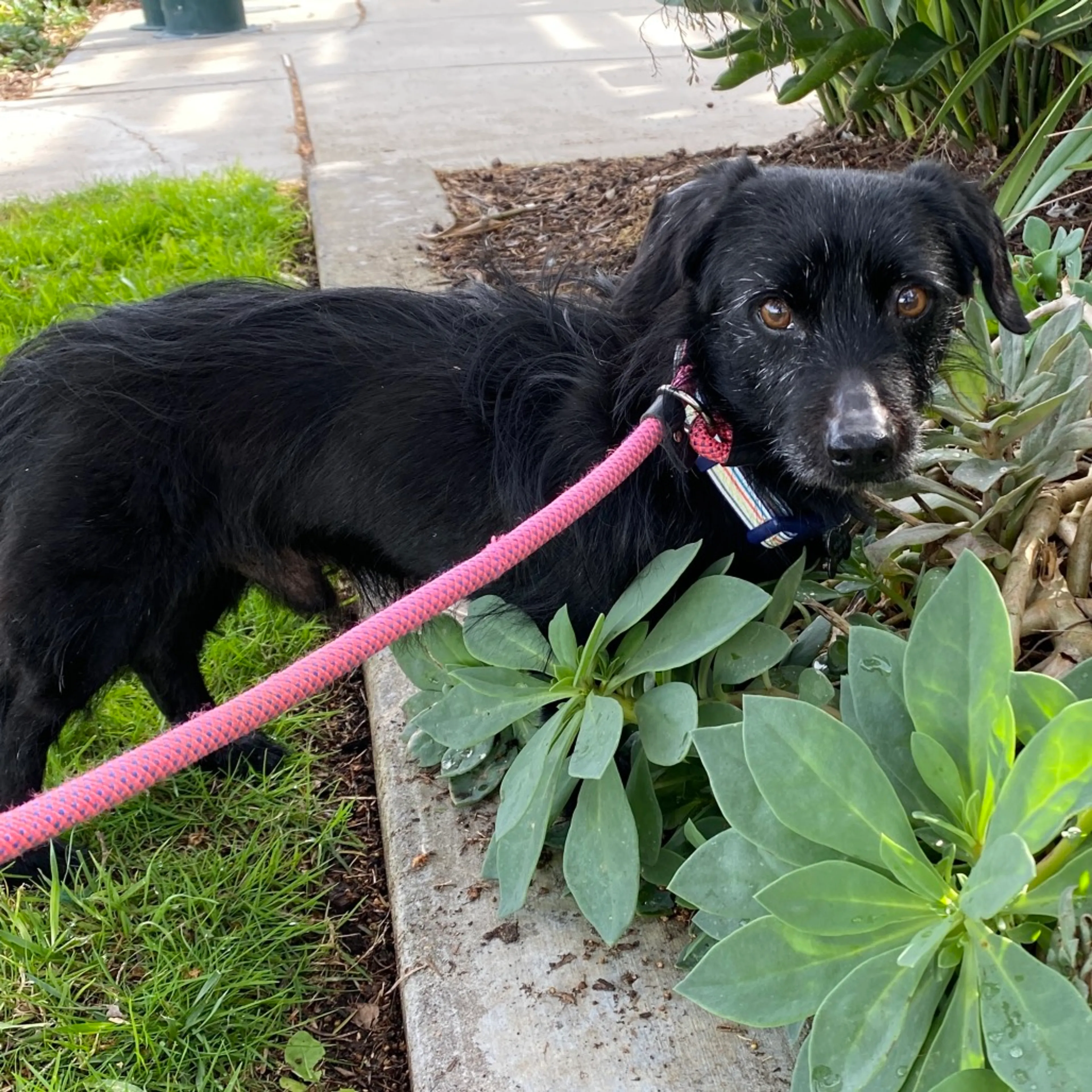 Found pet-0