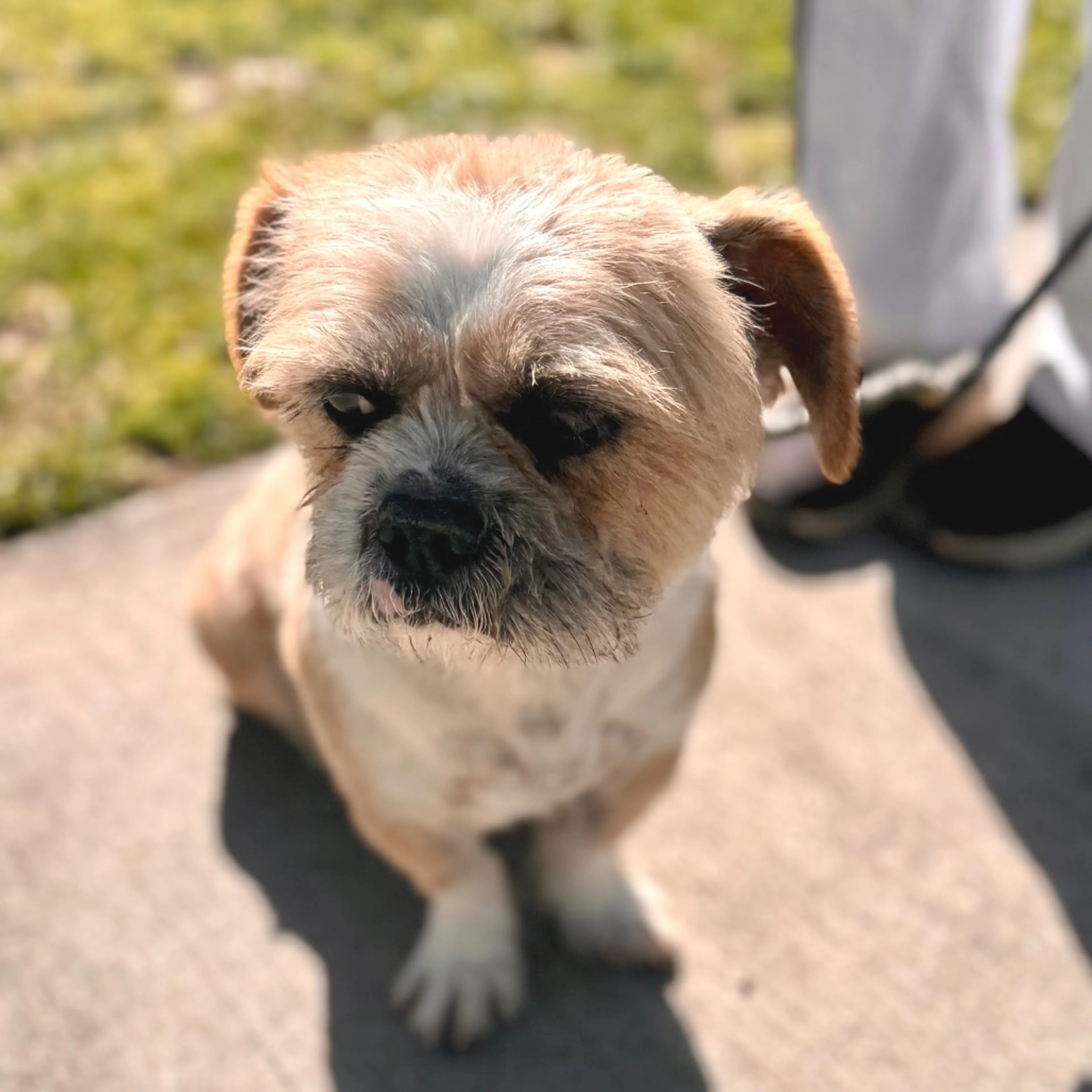Found pet-2