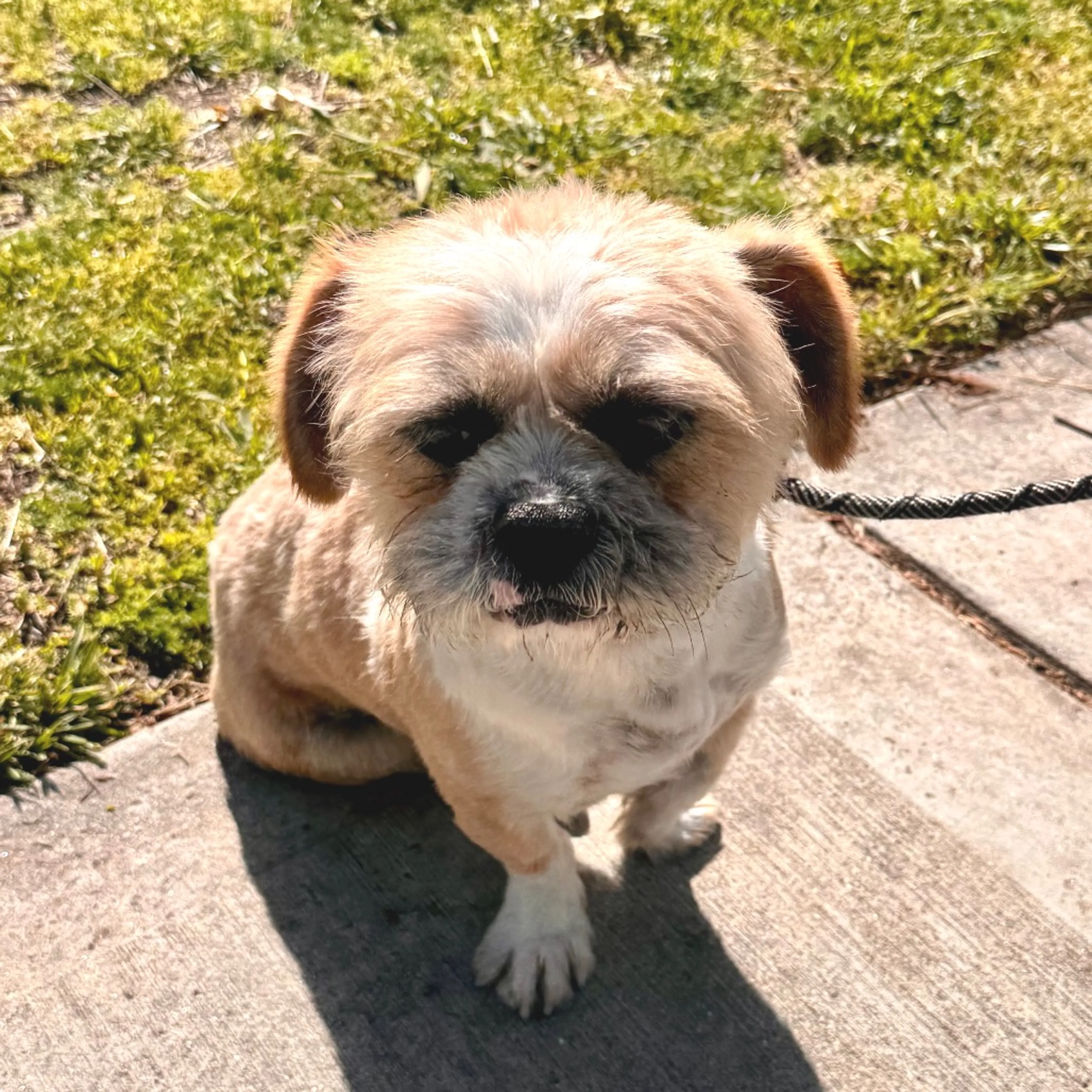 Found pet-3