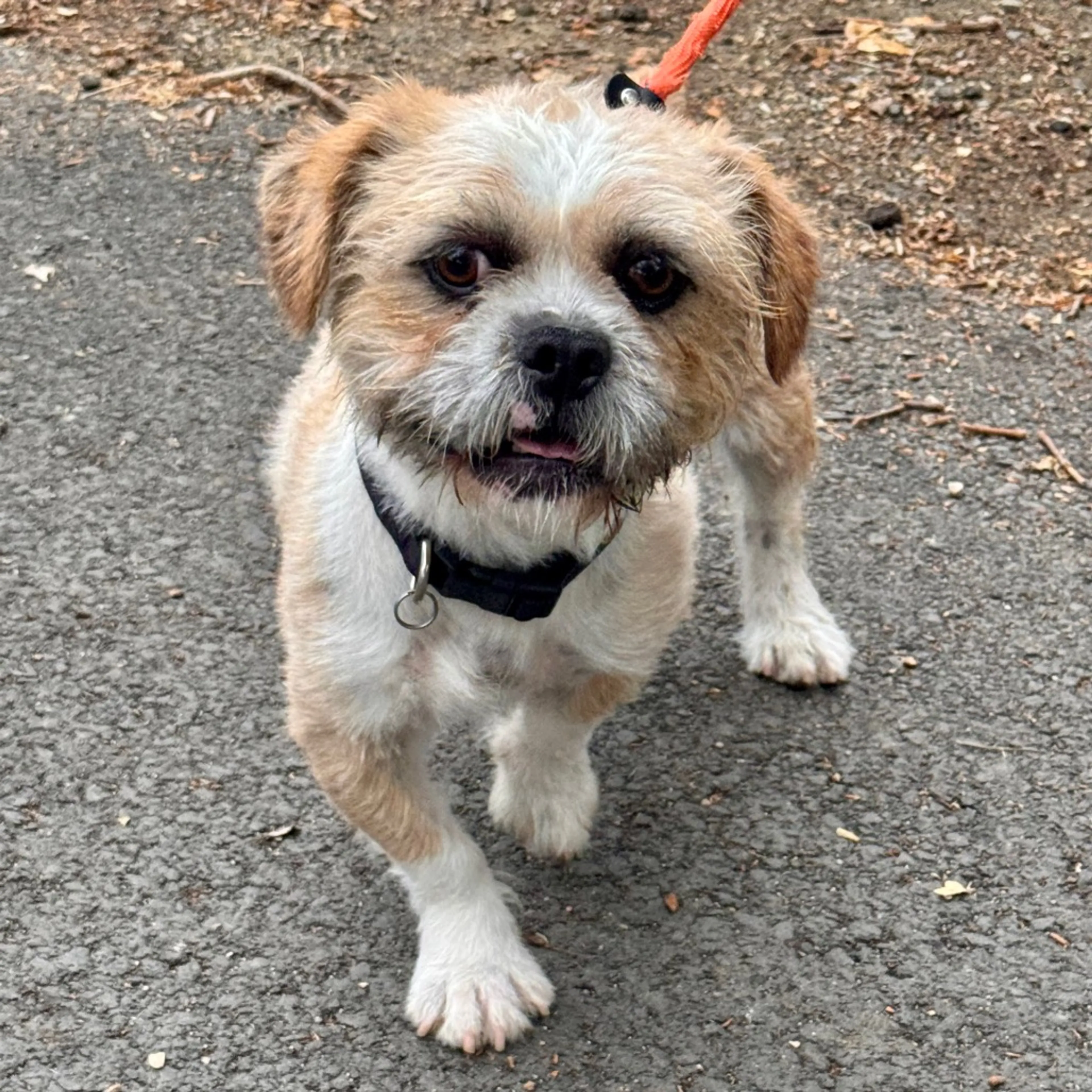 Found pet-10