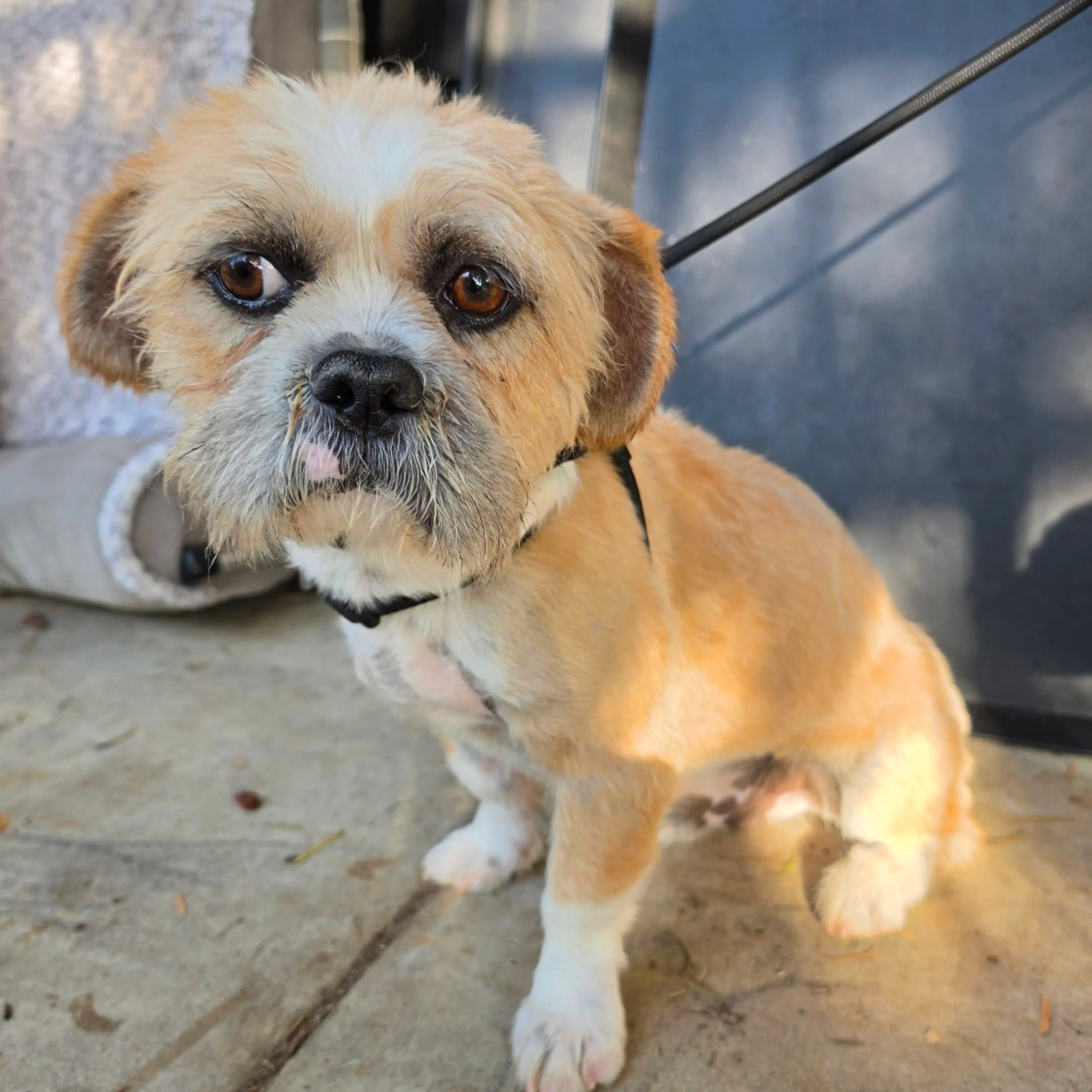 Found pet-5