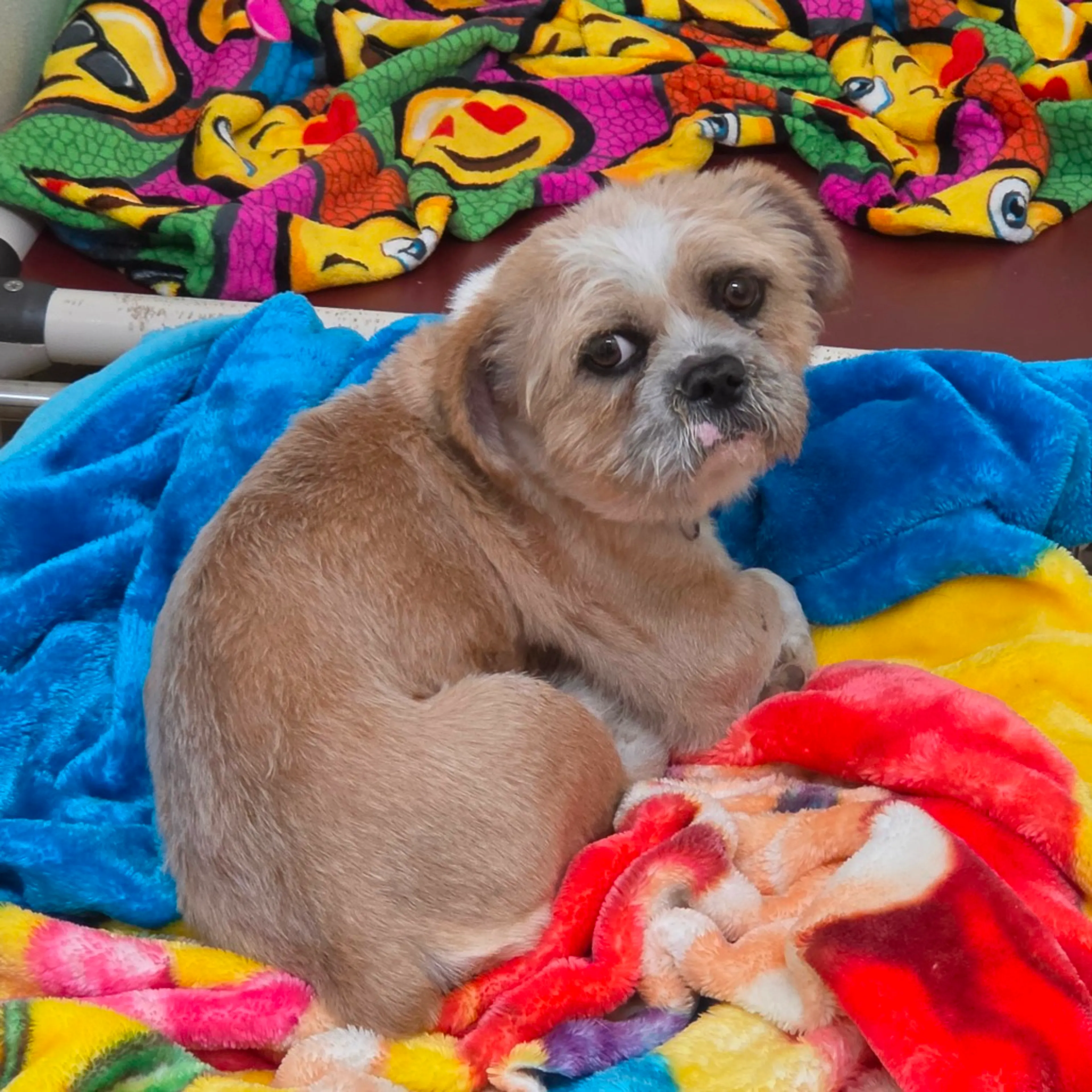Found pet-4