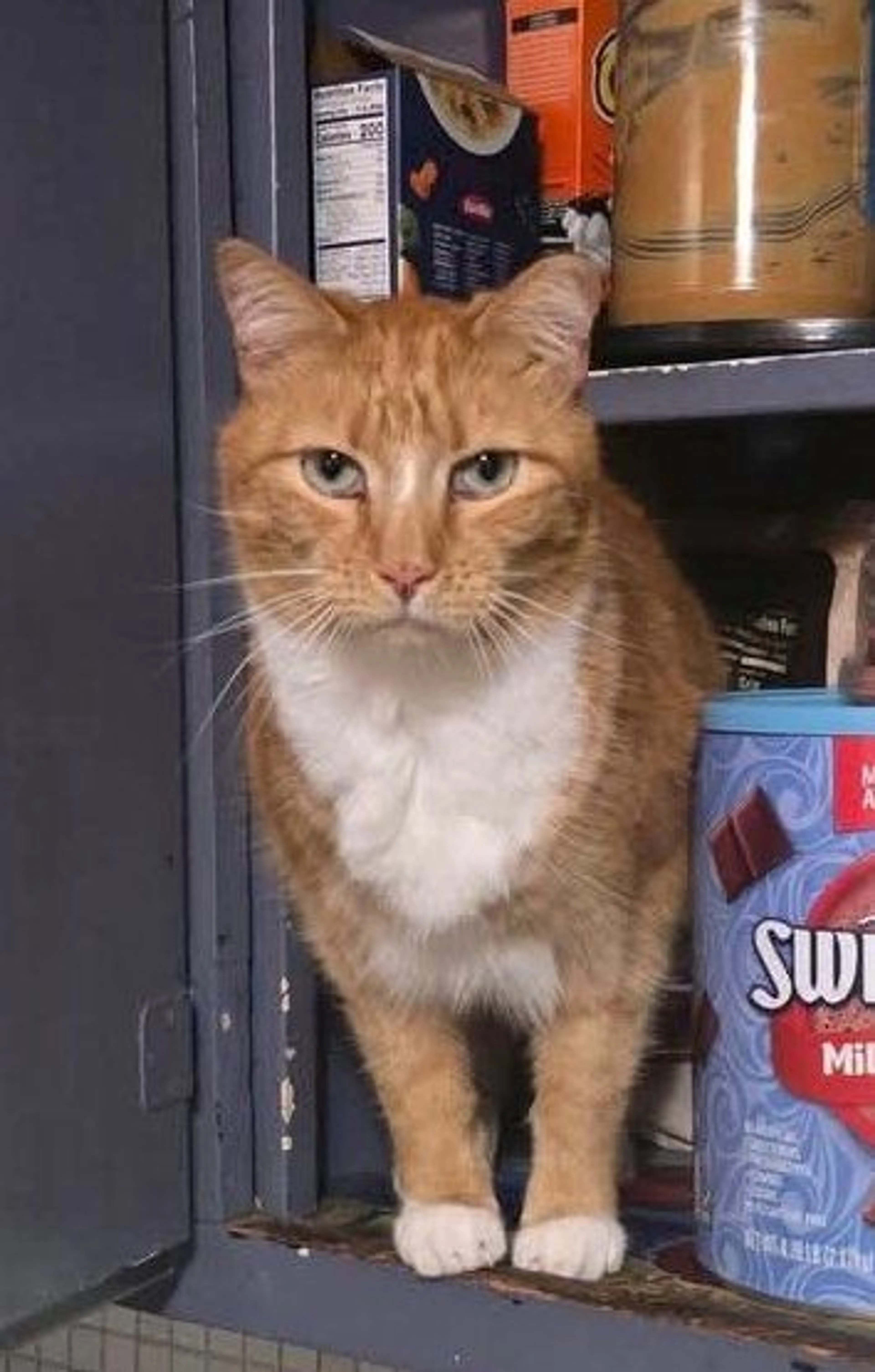 Lost pet
