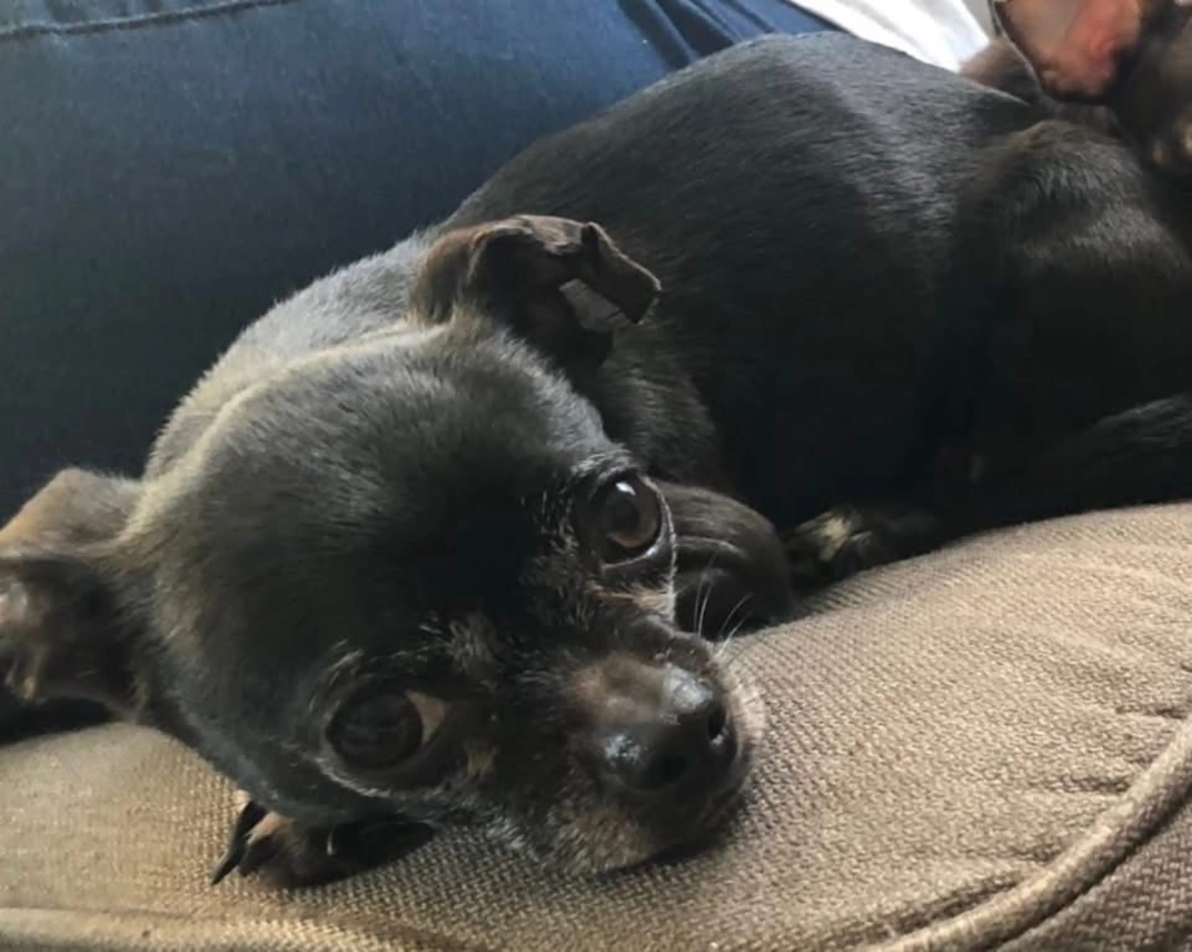 Lost pet-0