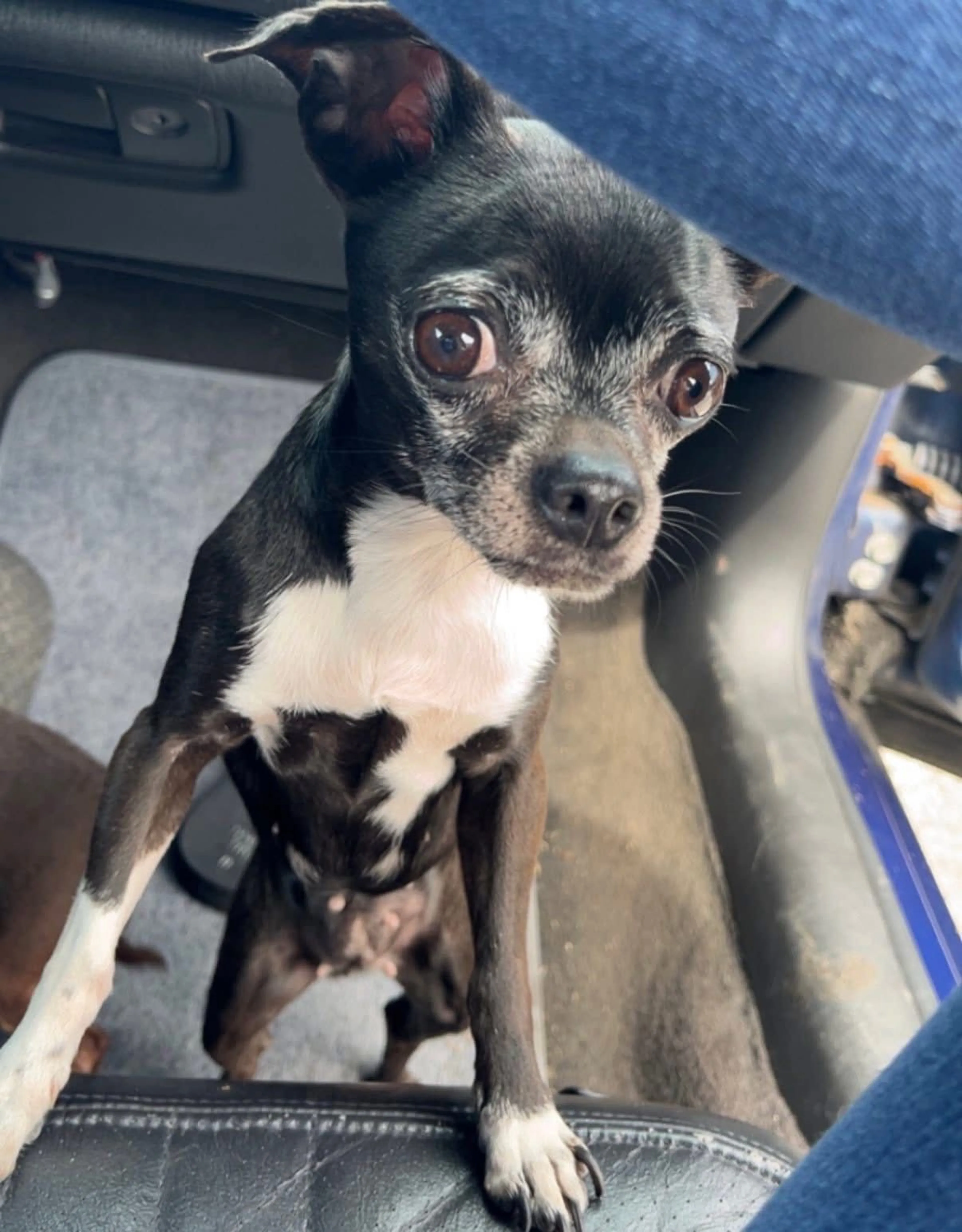 Lost pet-1