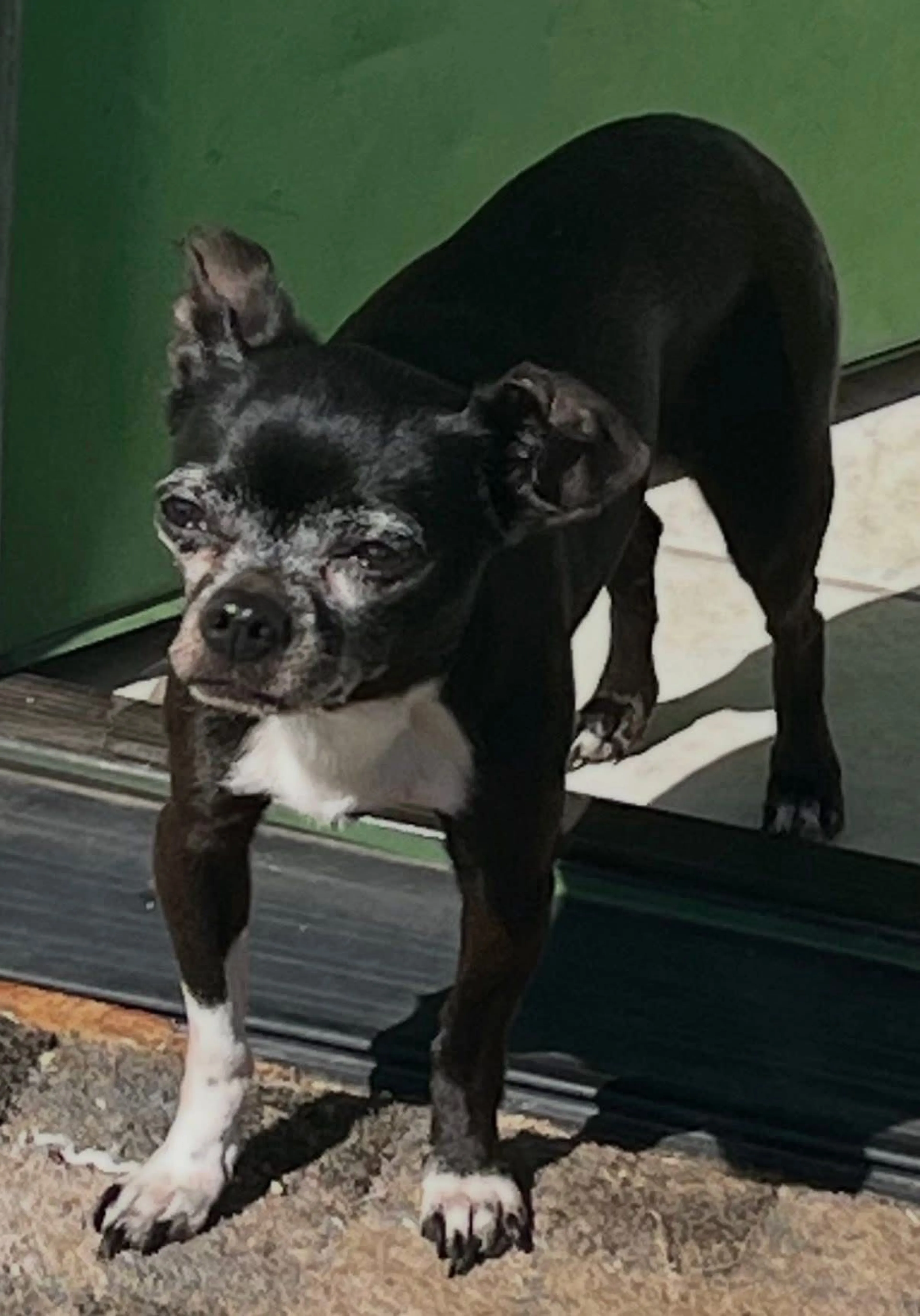 Lost pet-2