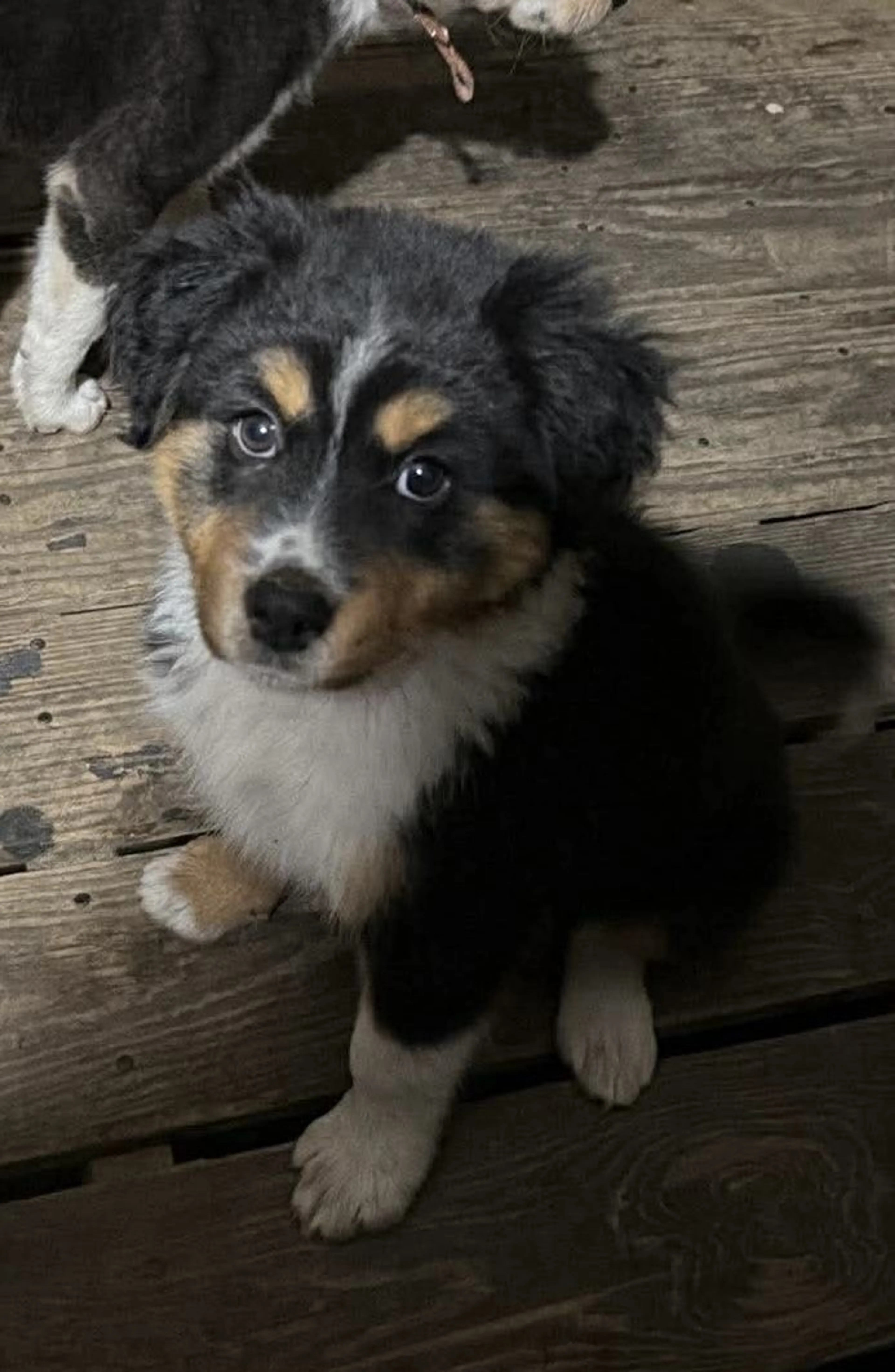 Lost pet