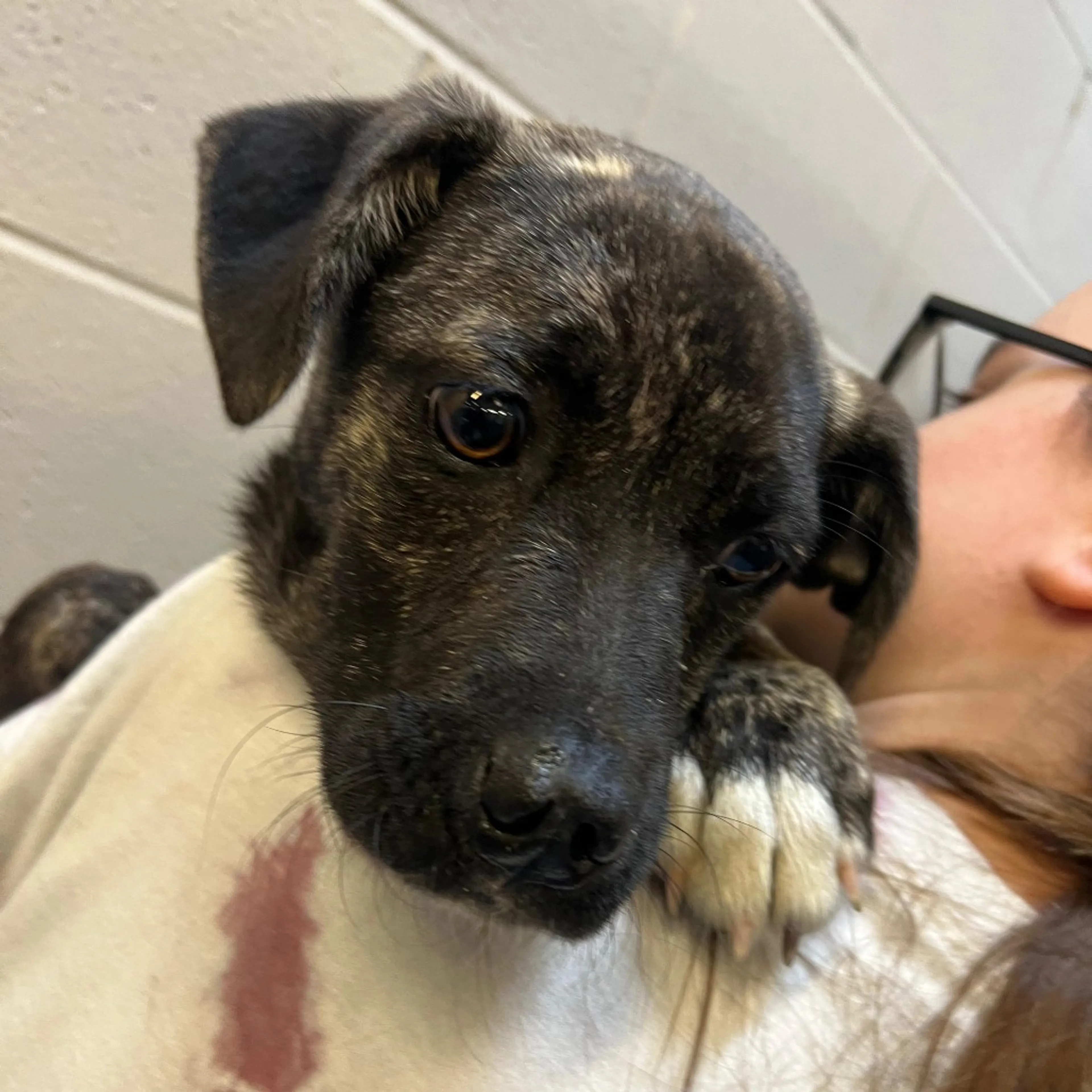 Found pet-1
