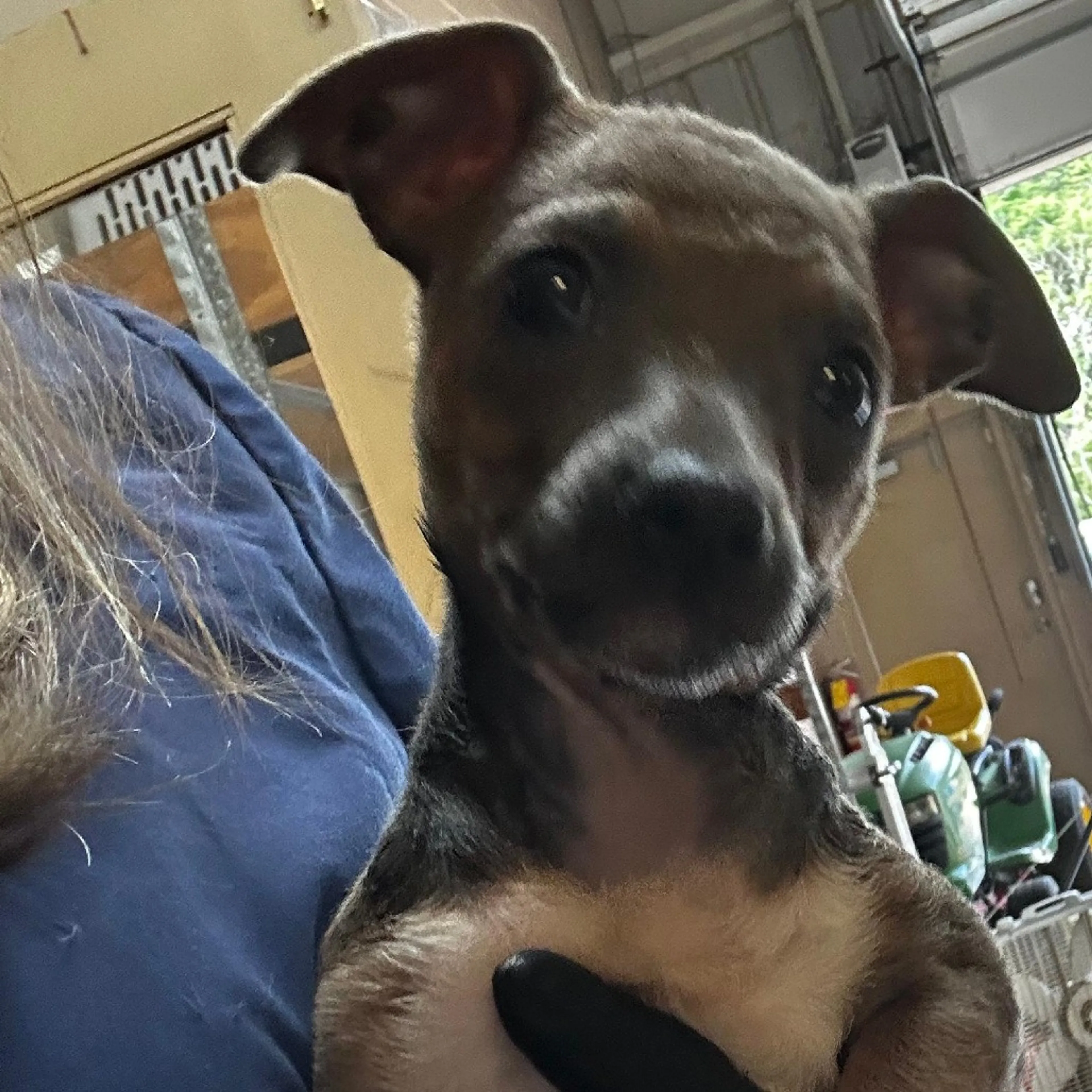 Found pet