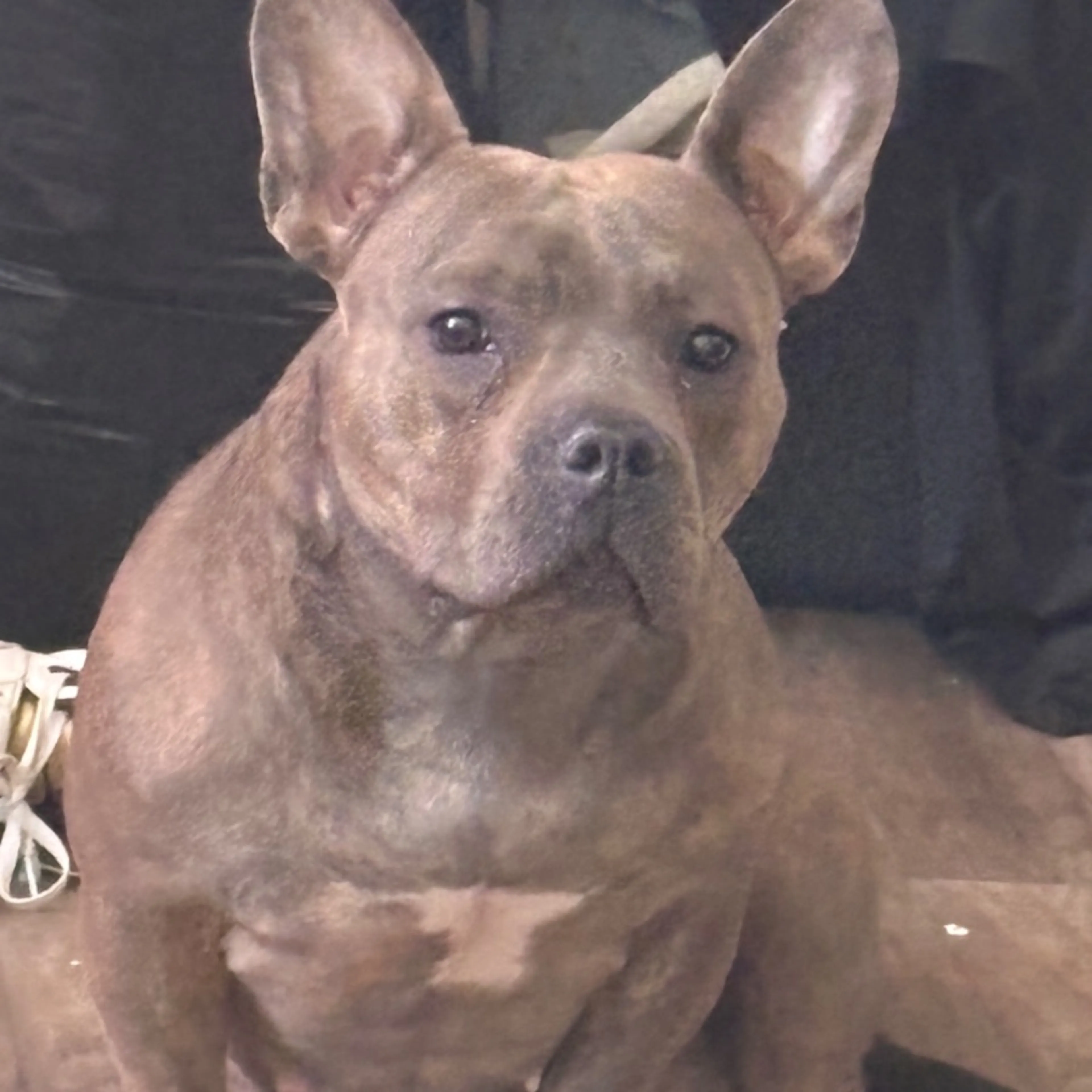 Lost pet