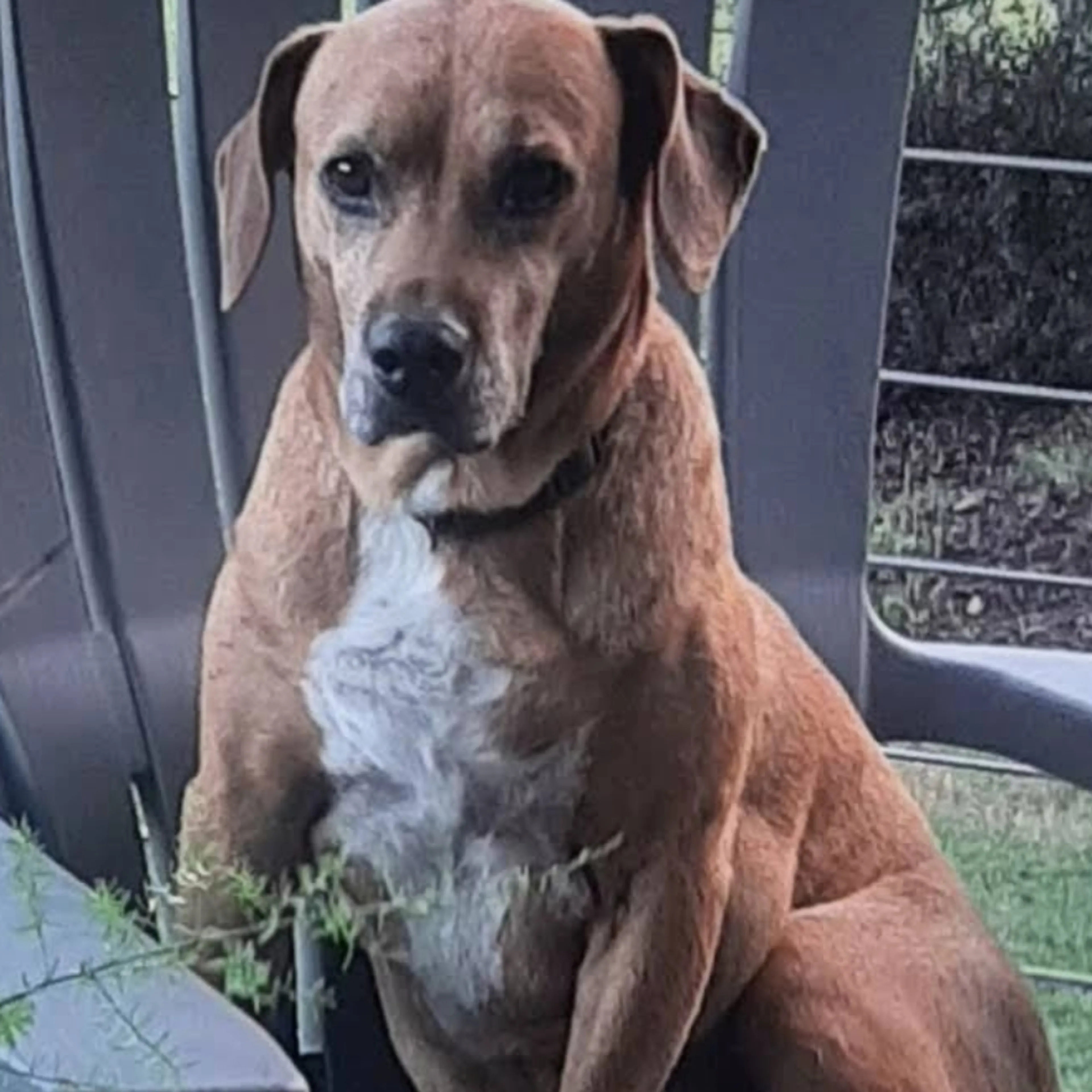 Lost pet-1