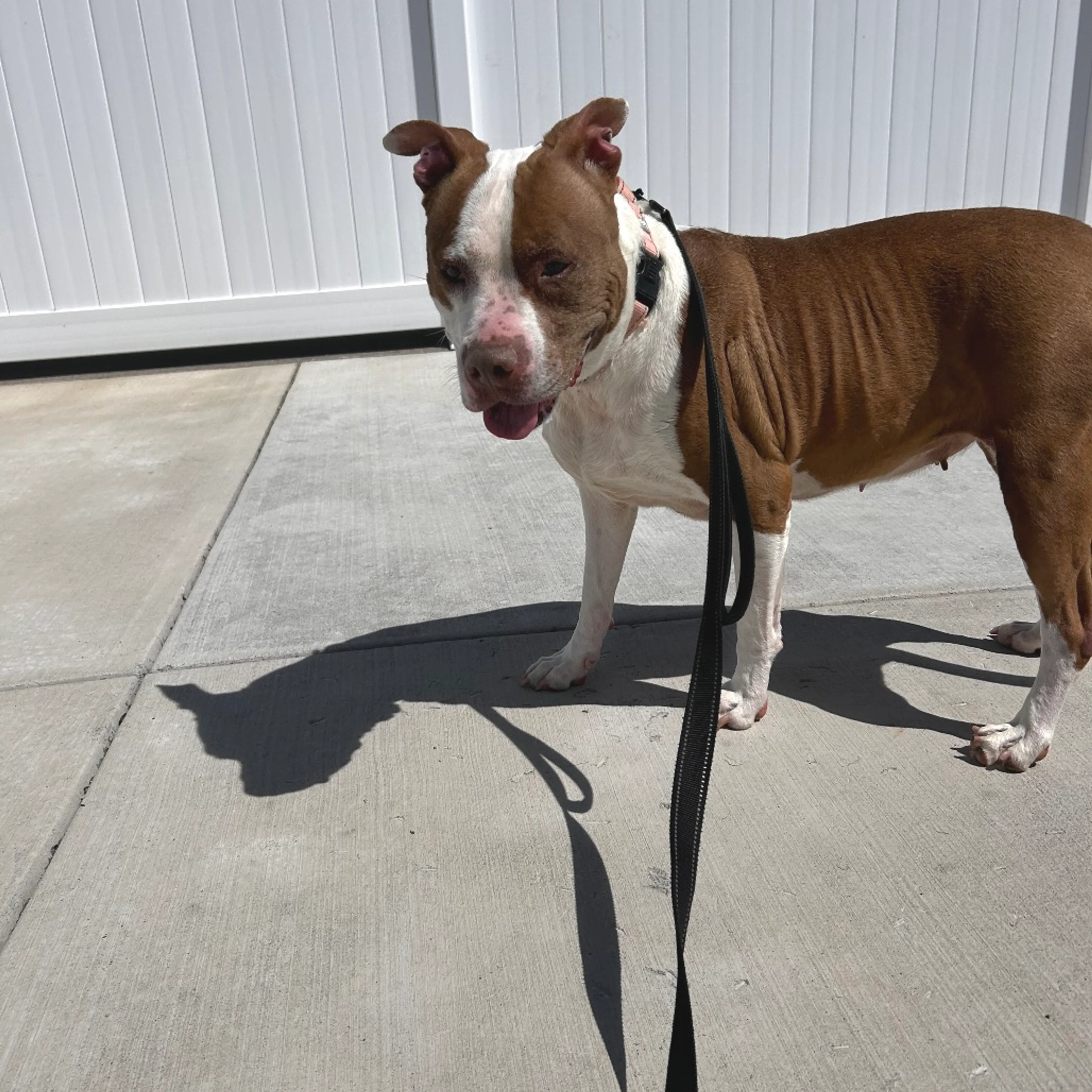 Found pet-3
