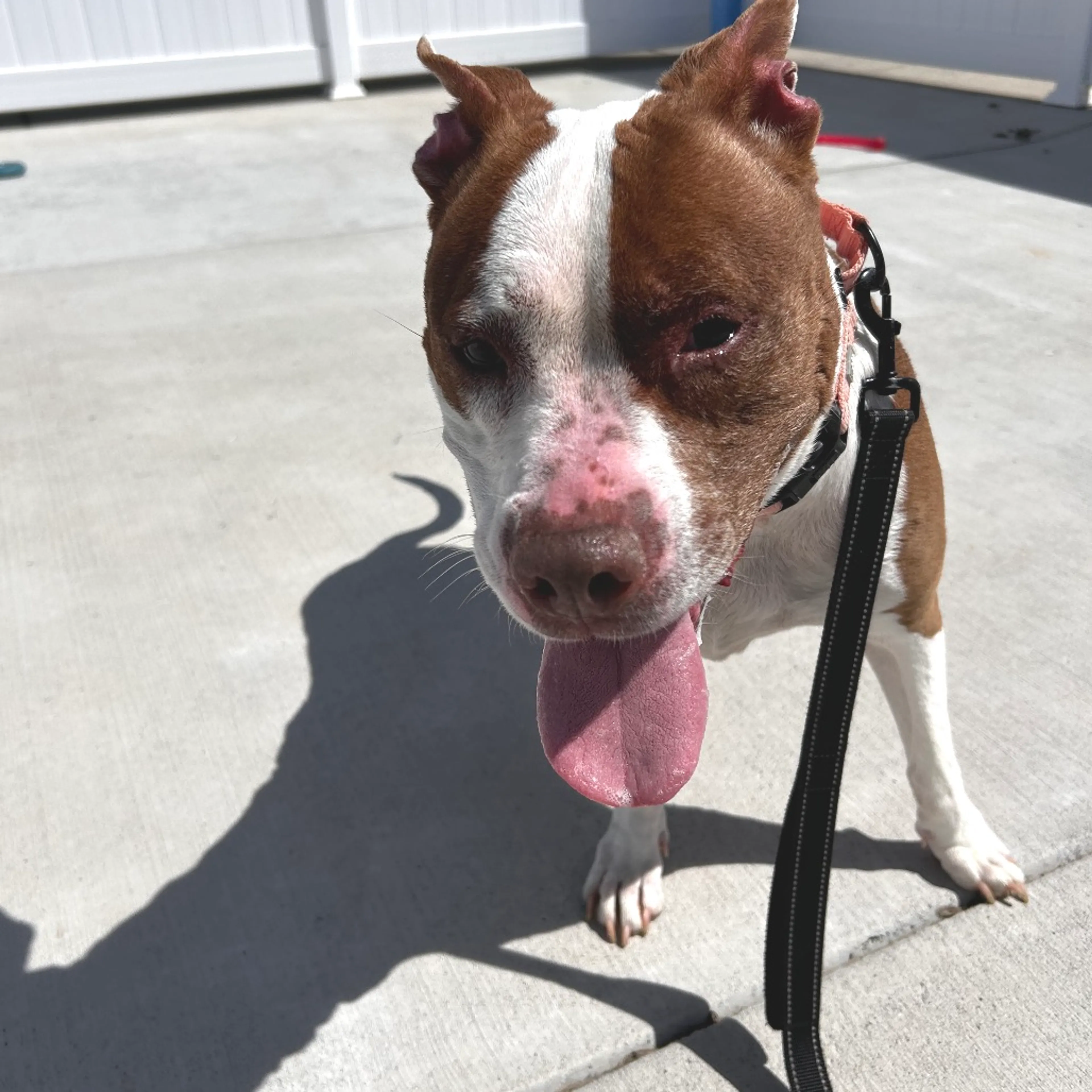 Found pet-2