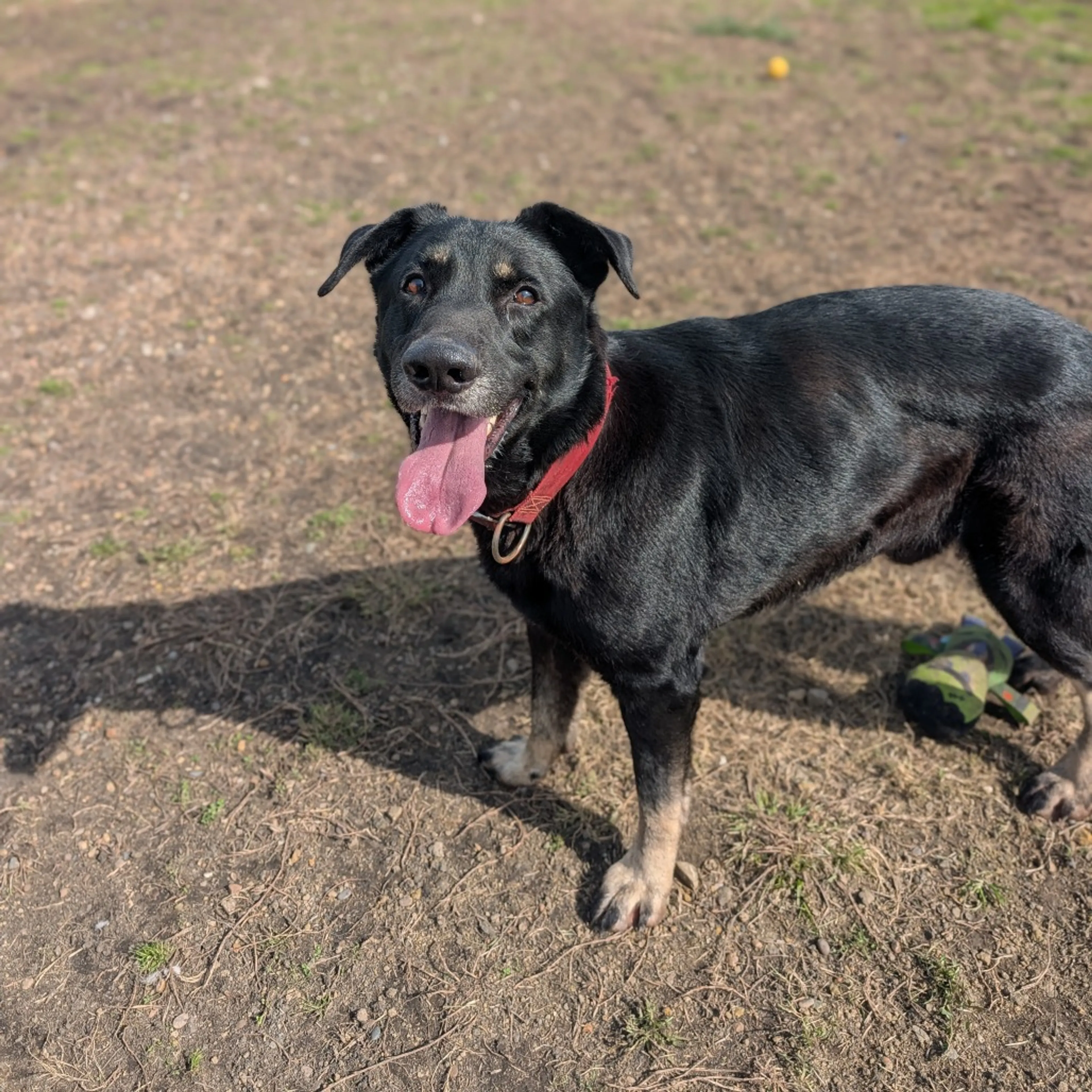 Found pet-3