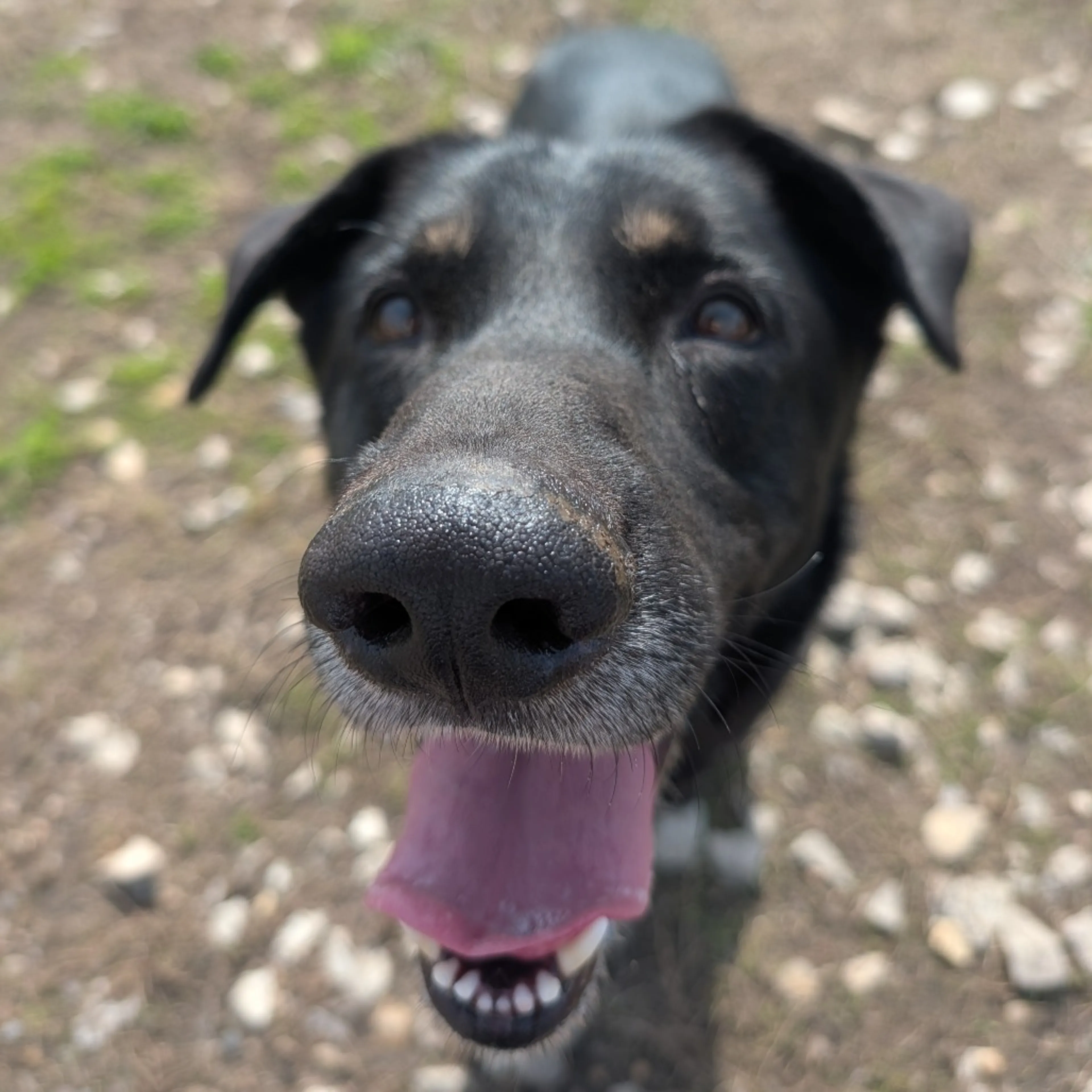 Found pet-2