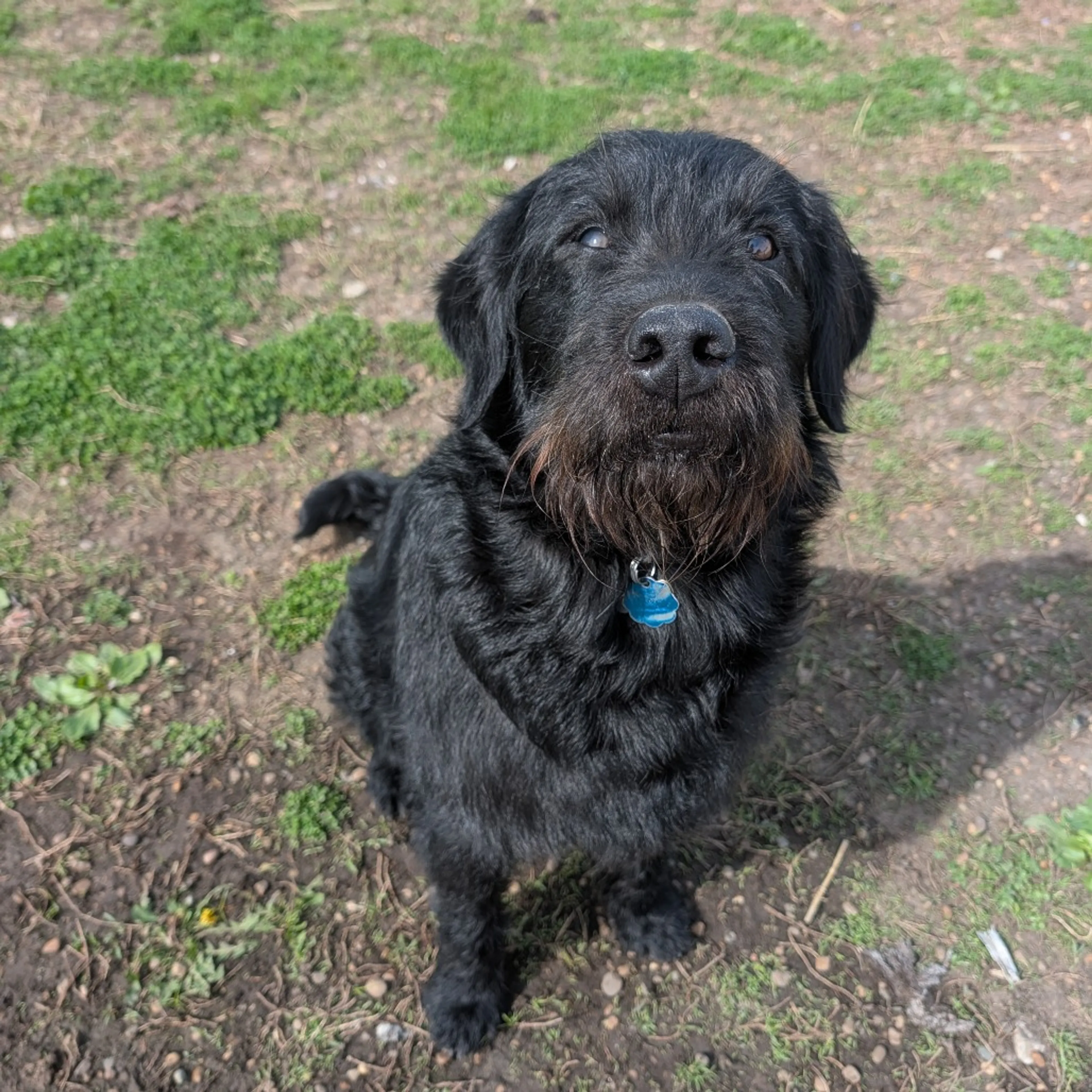 Found pet-1