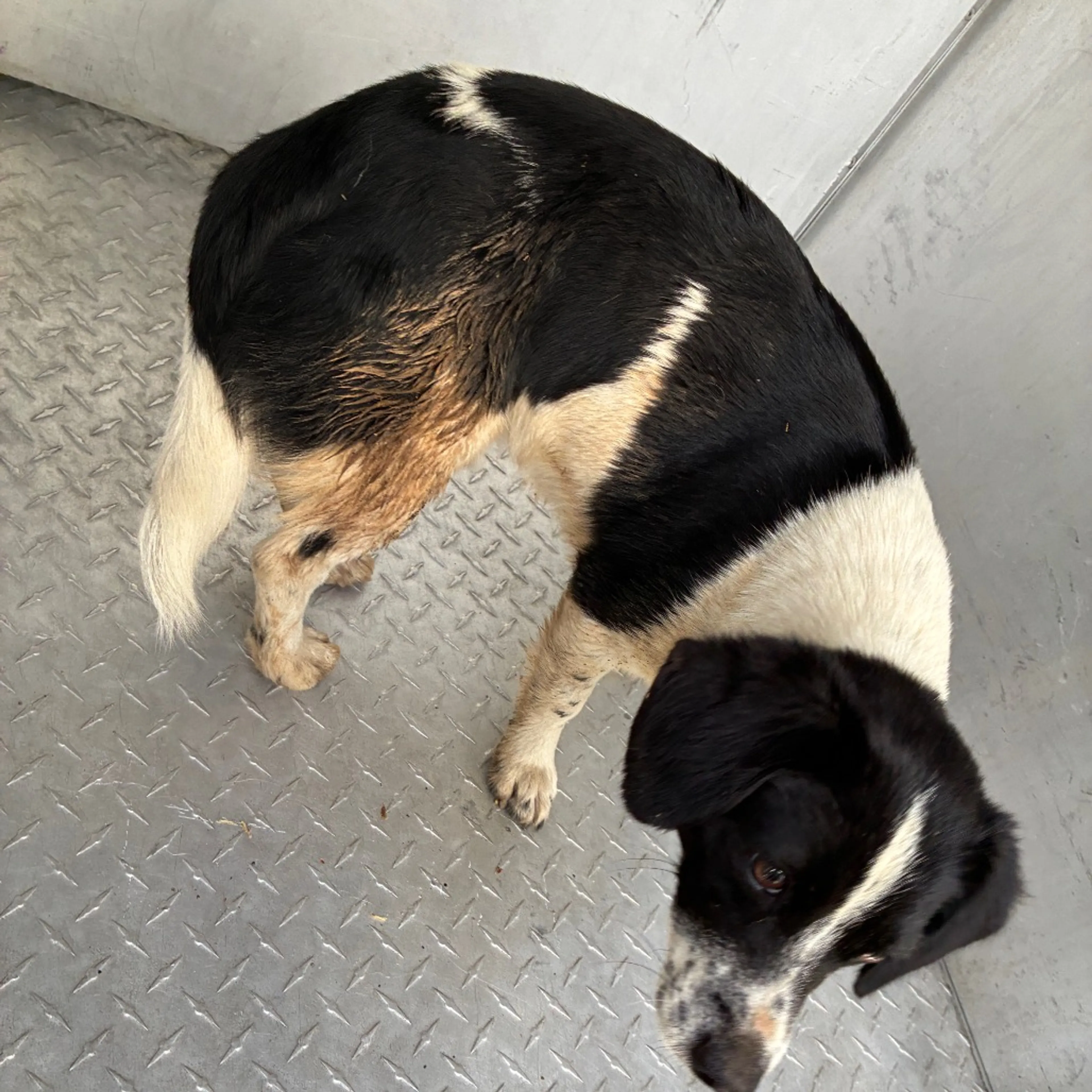 Found pet-1
