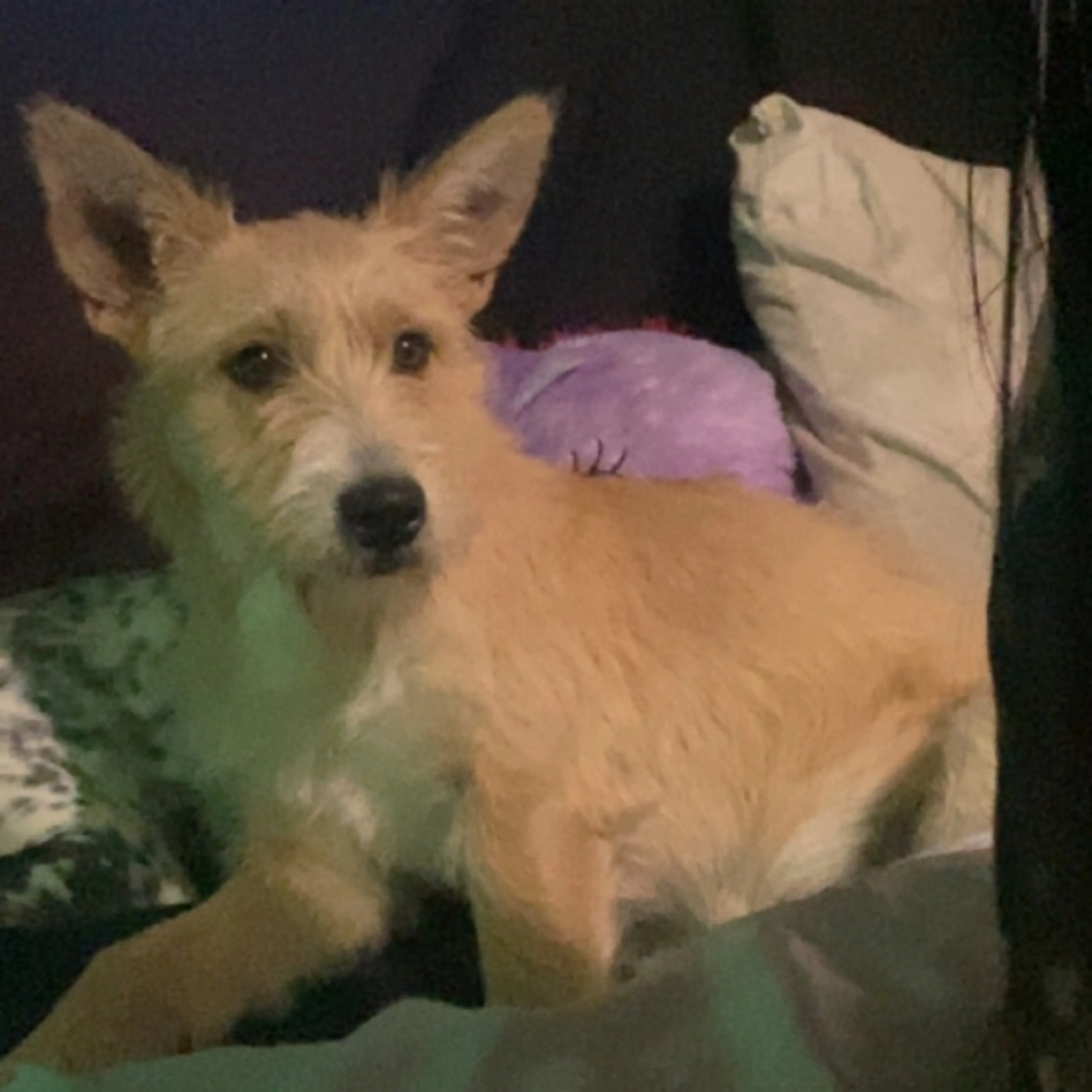 Found pet