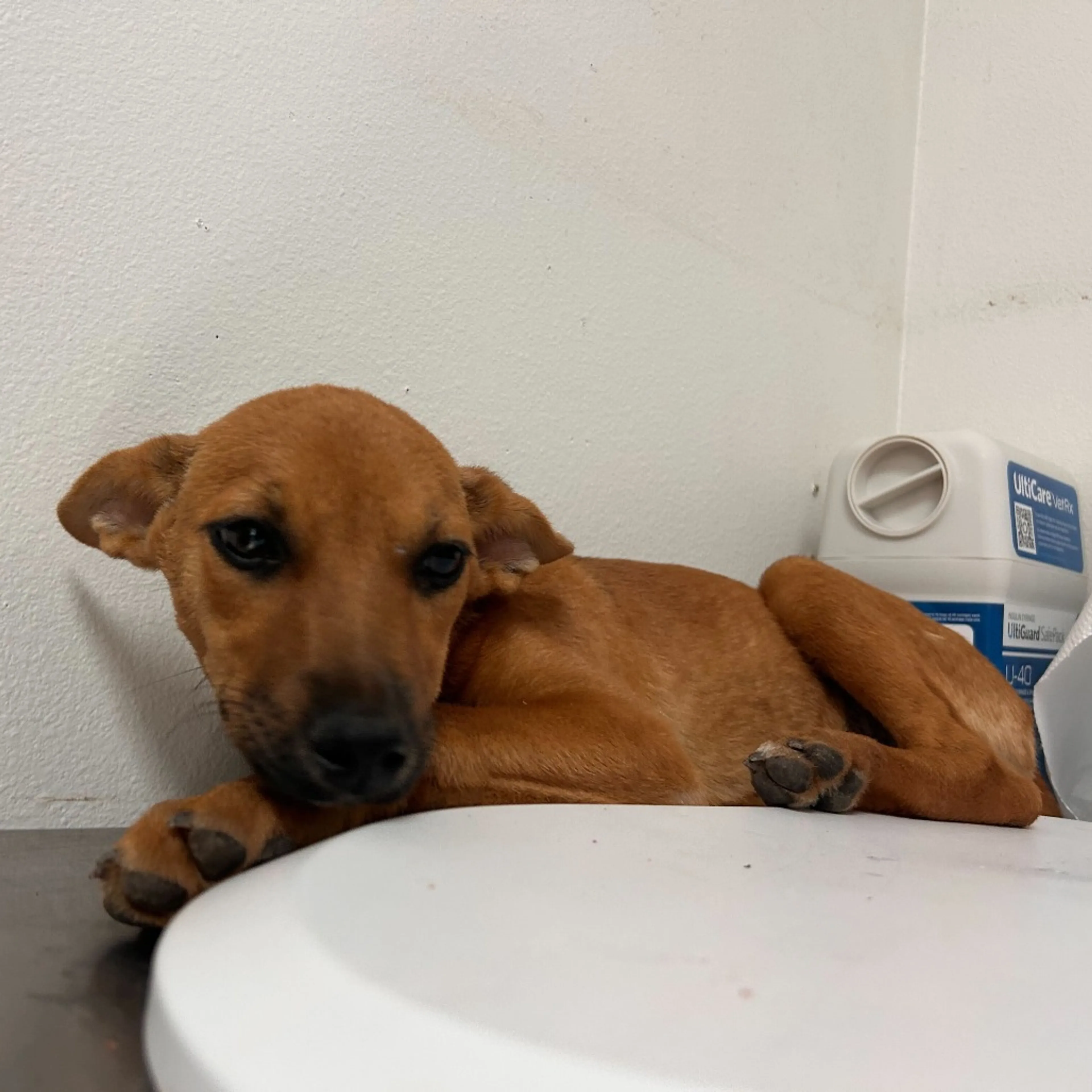 Found pet-2