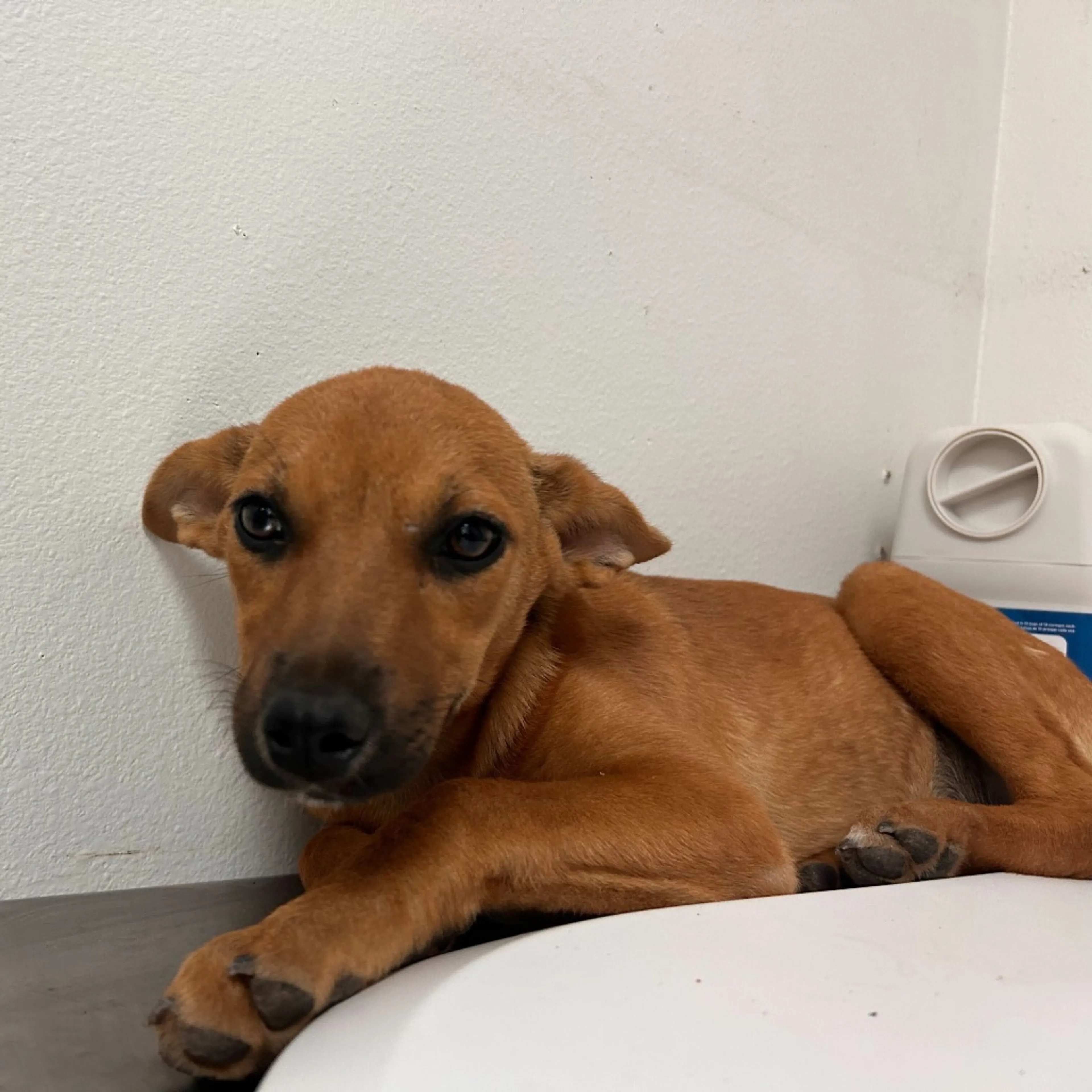Found pet-1