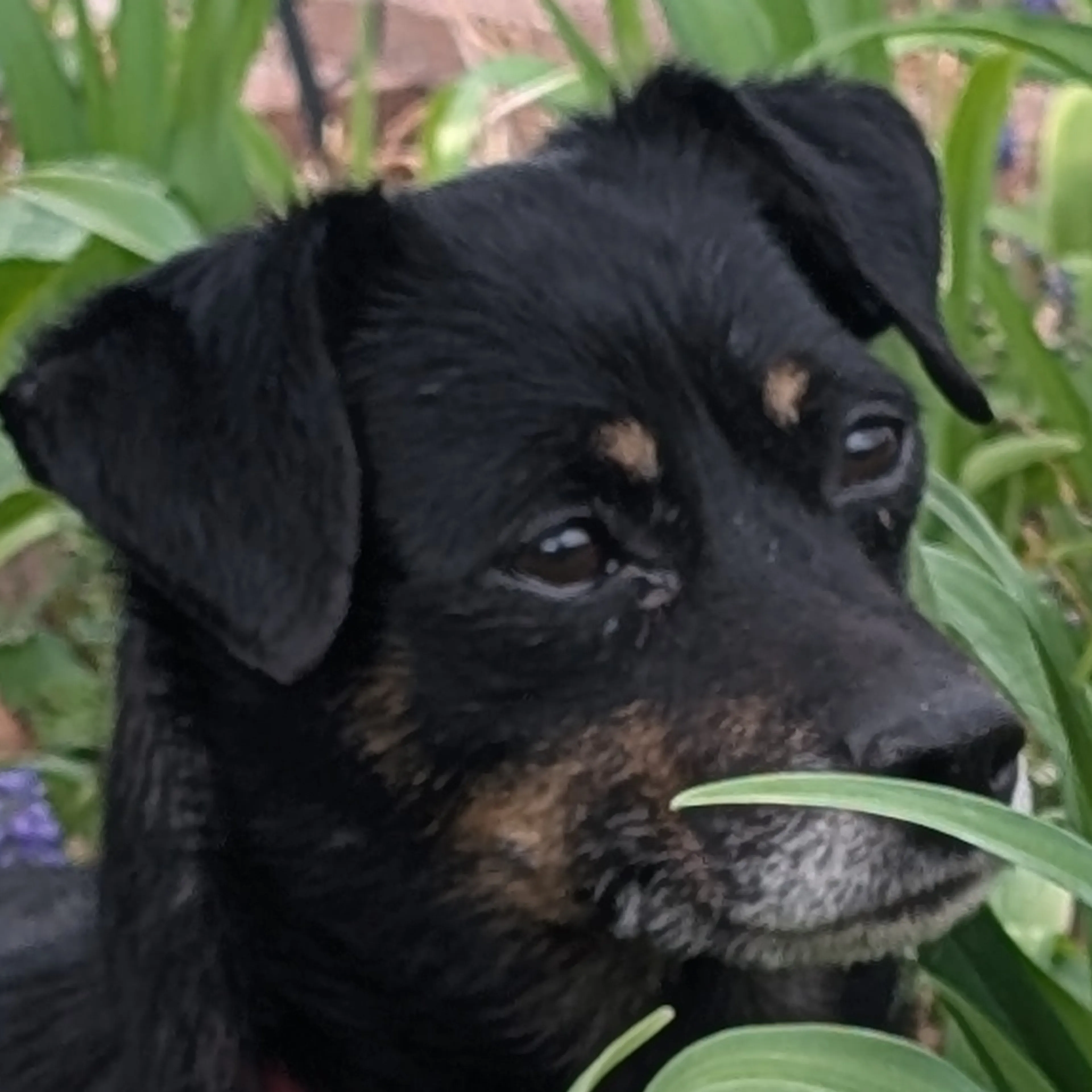 Lost pet-2