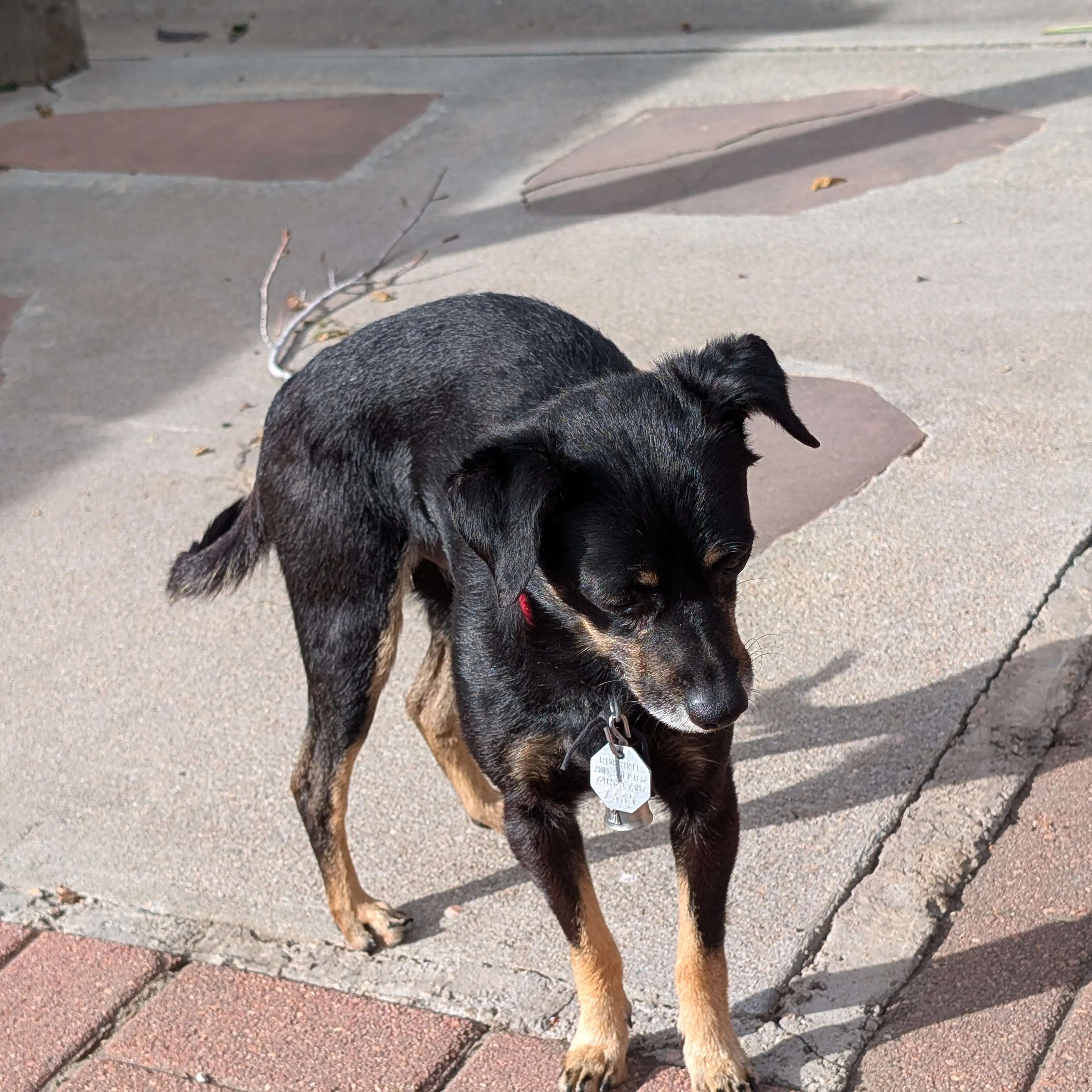 Lost pet-3