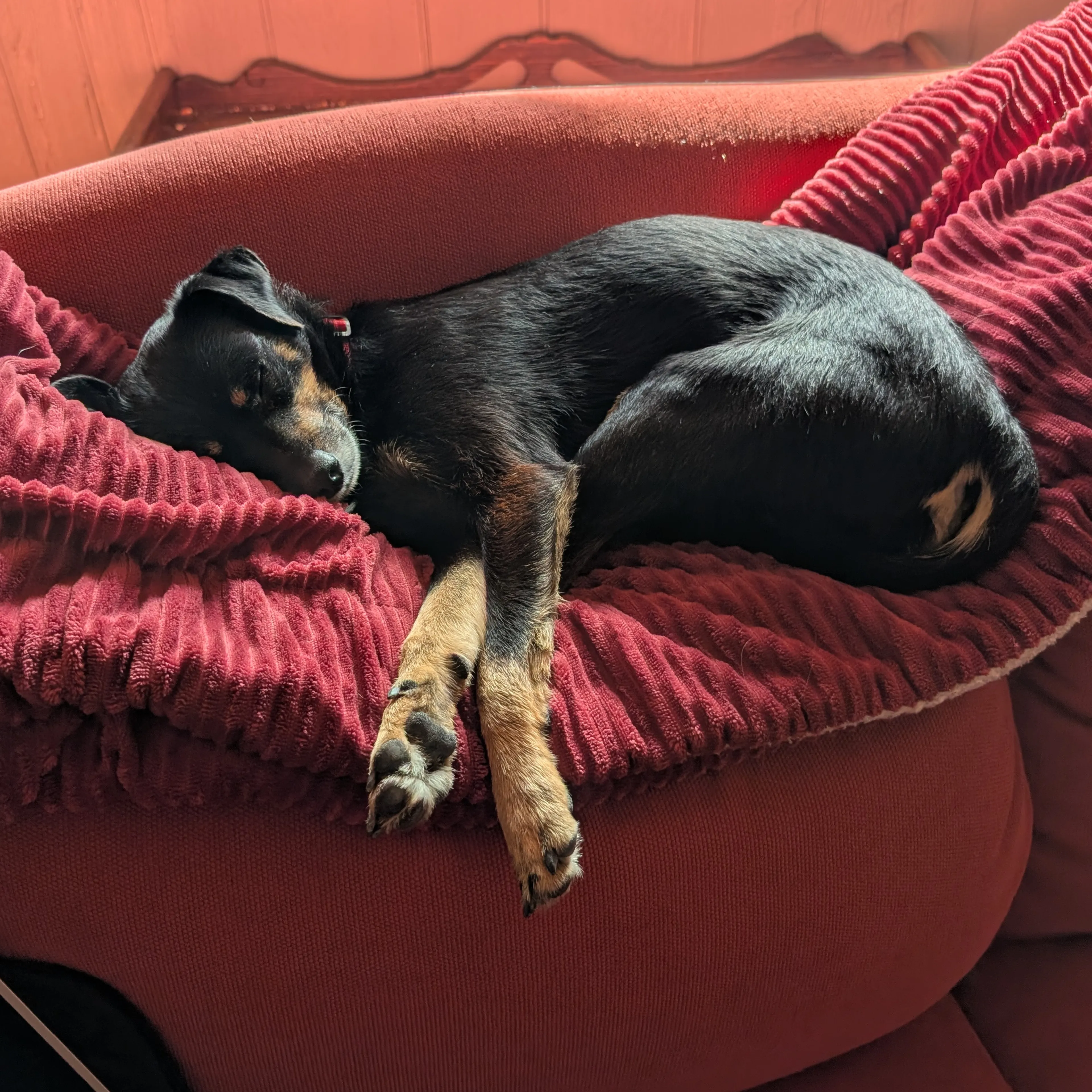 Lost pet-1