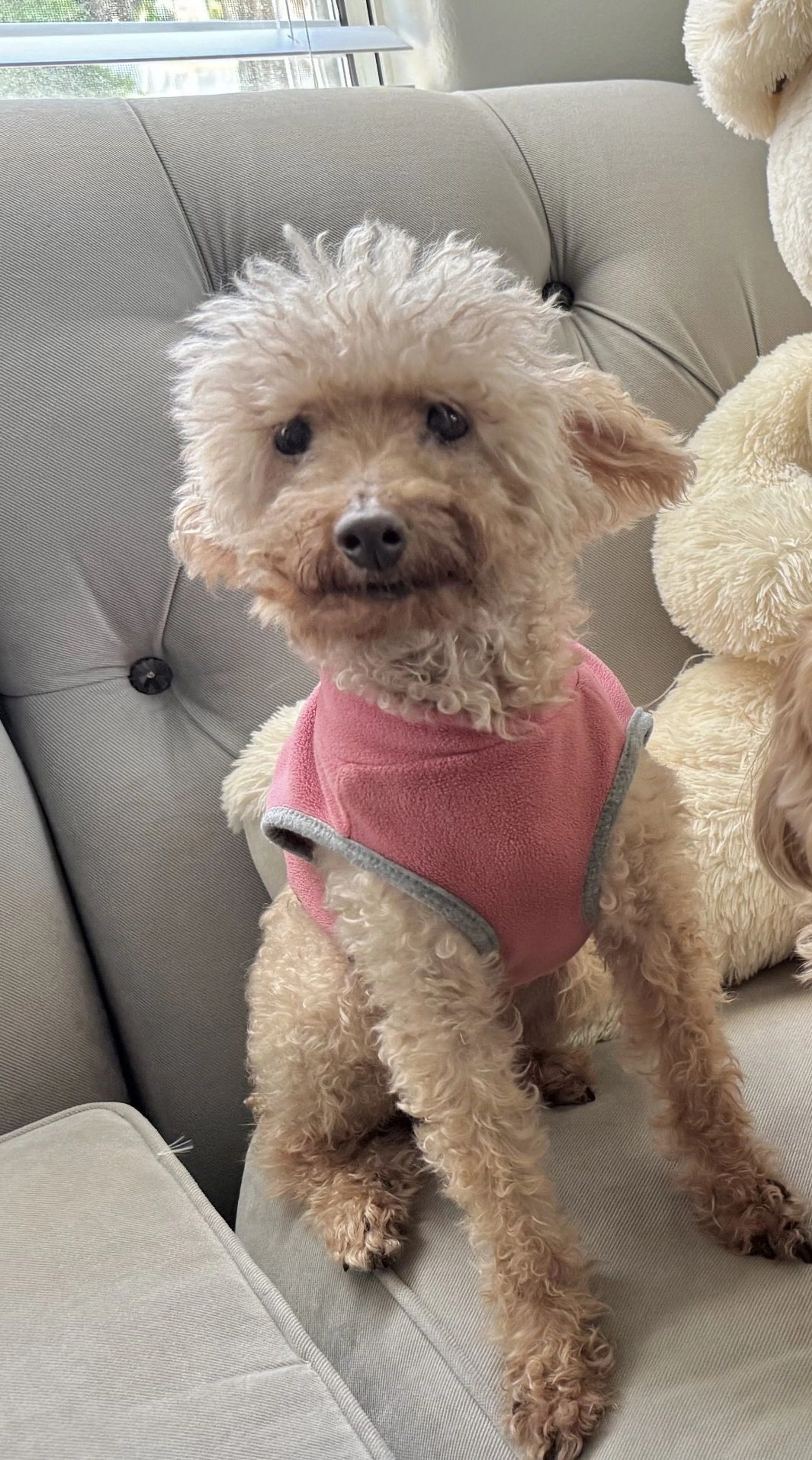 Lost pet