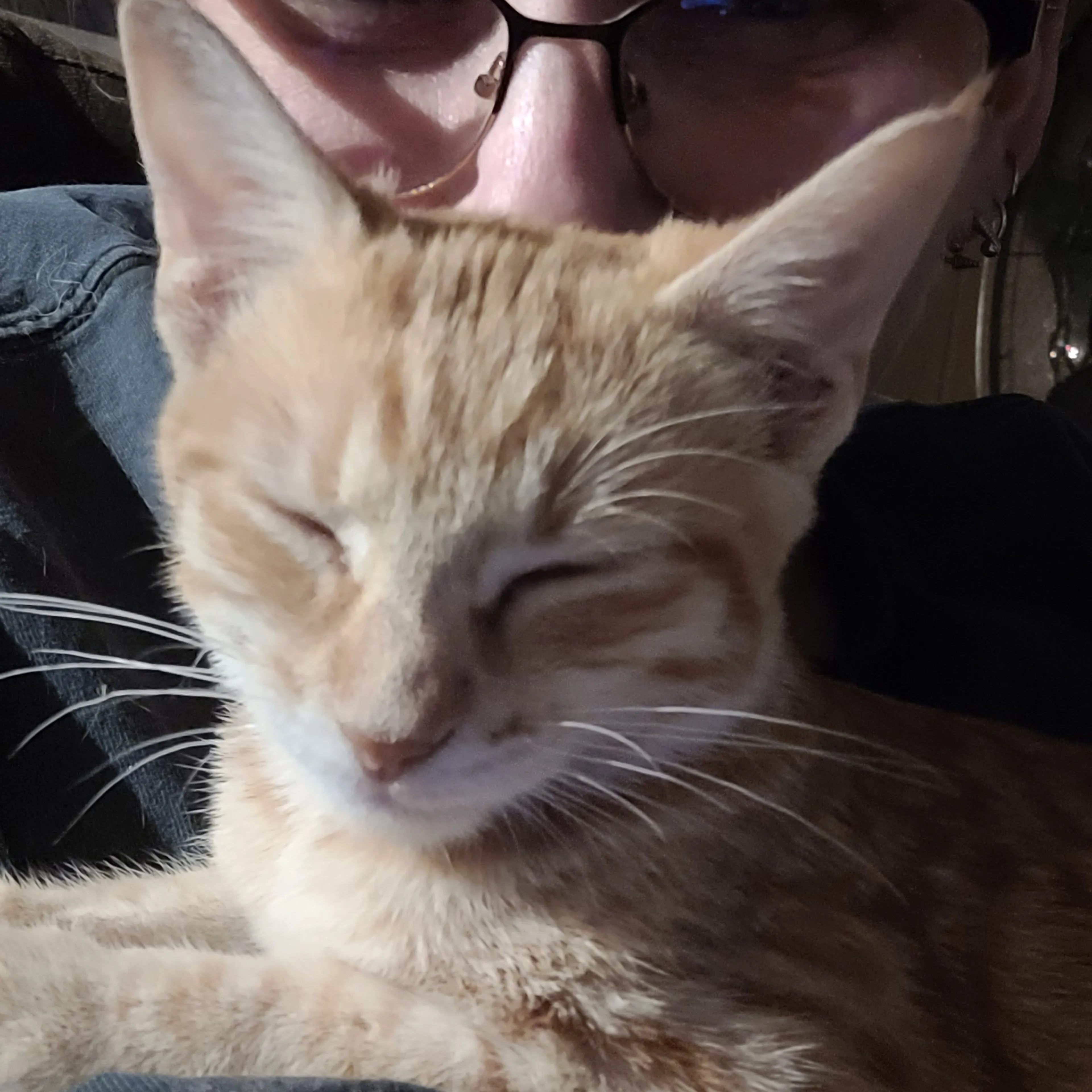 Lost pet-2