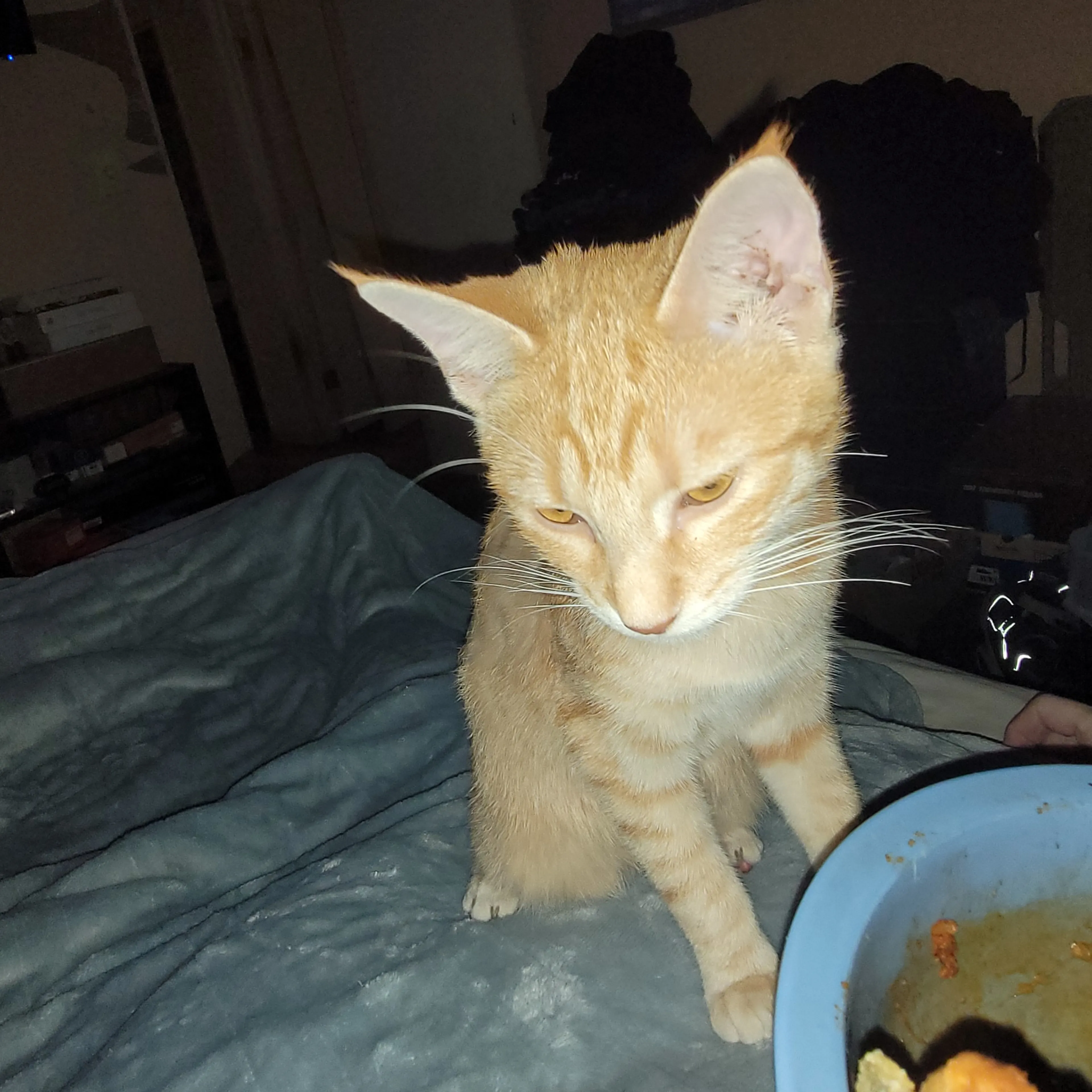 Lost pet-3