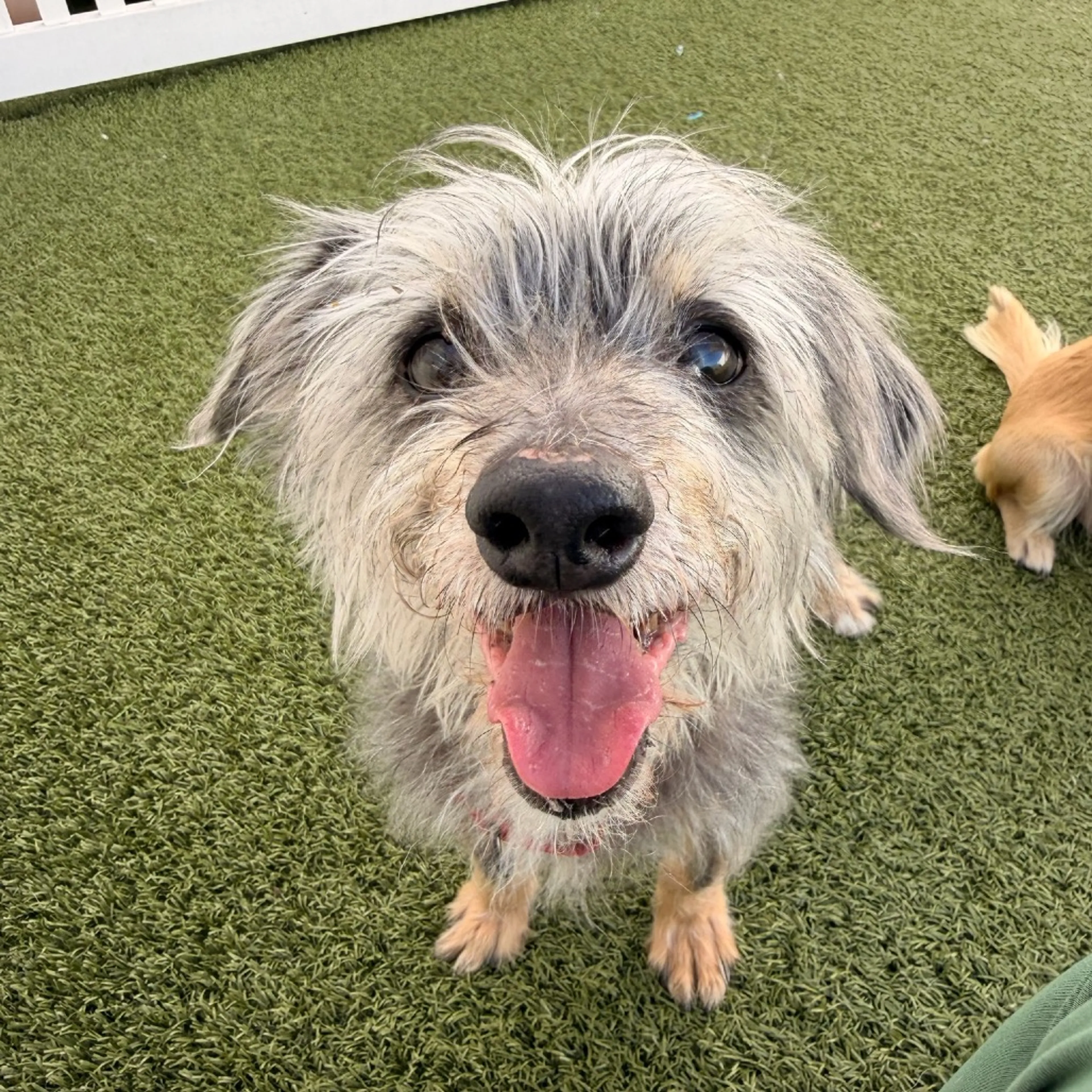 Found pet-6