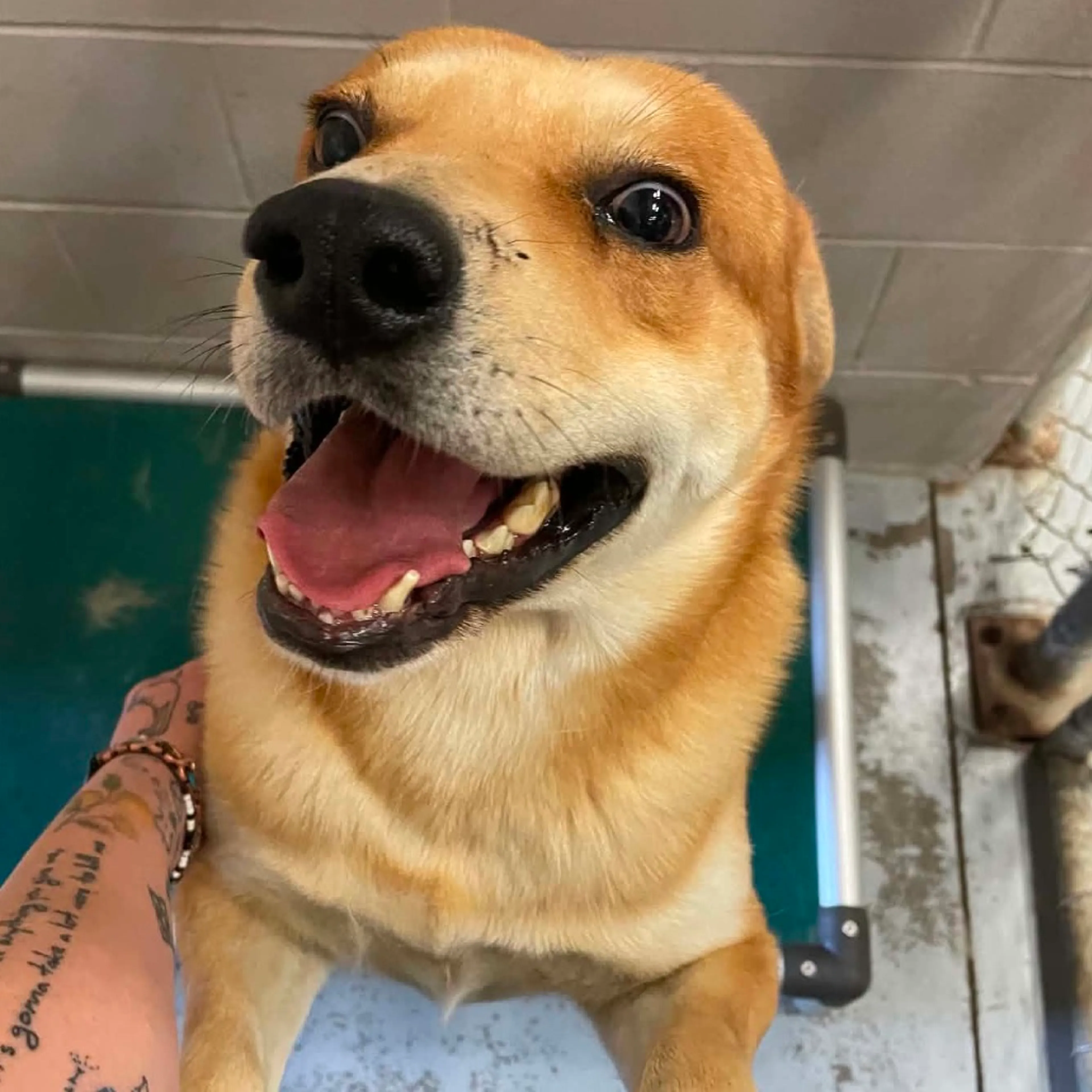 Found pet