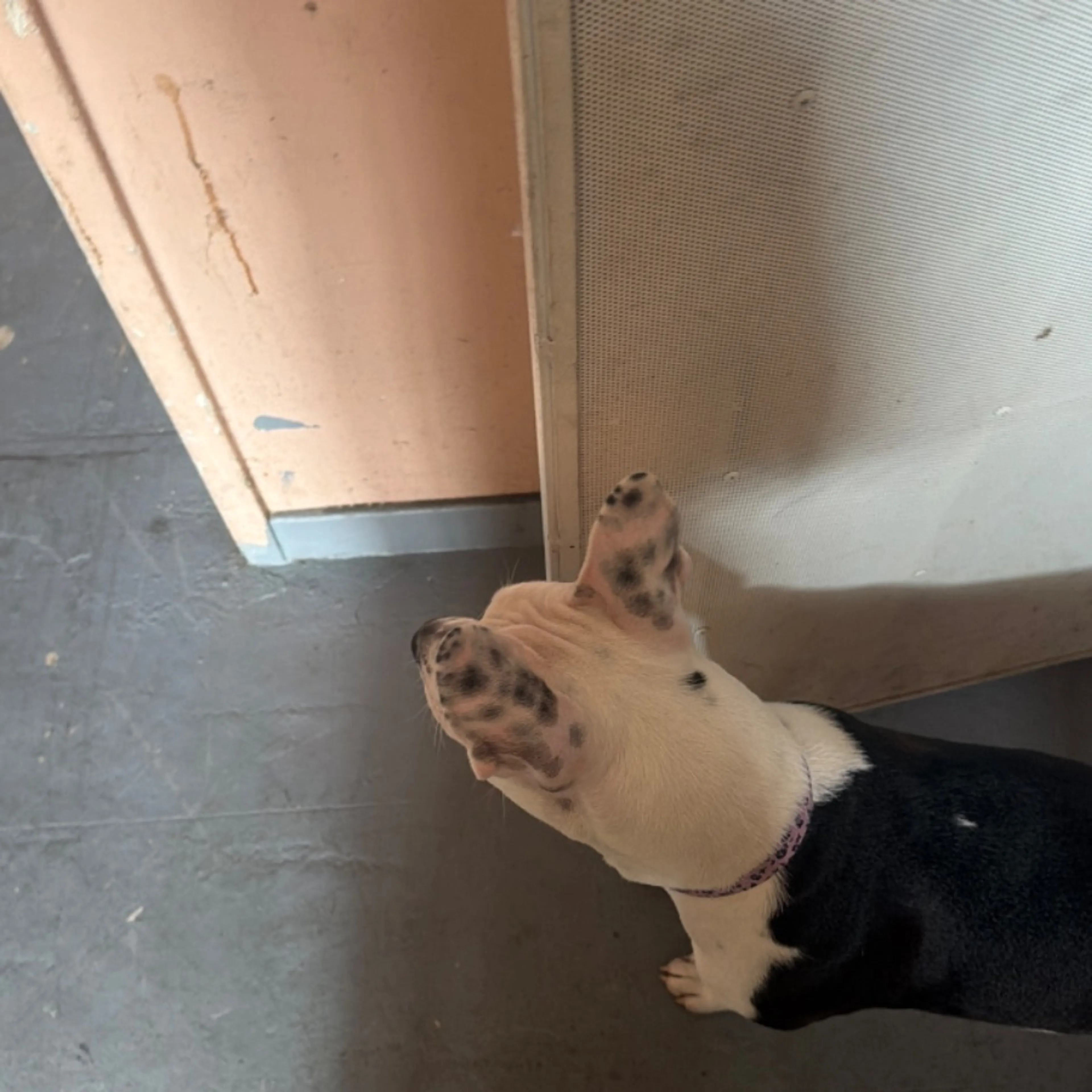 Found pet
