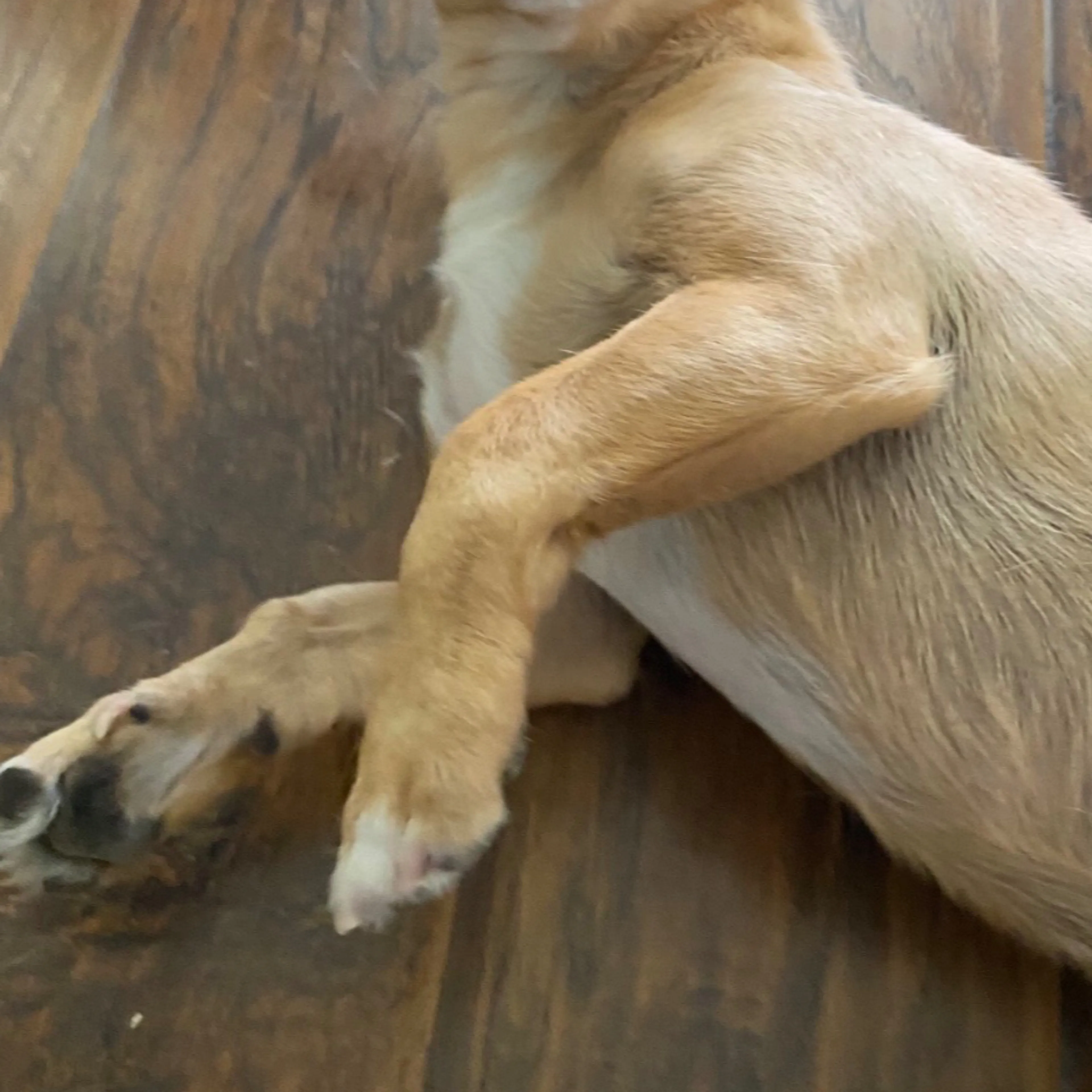 Lost pet-3